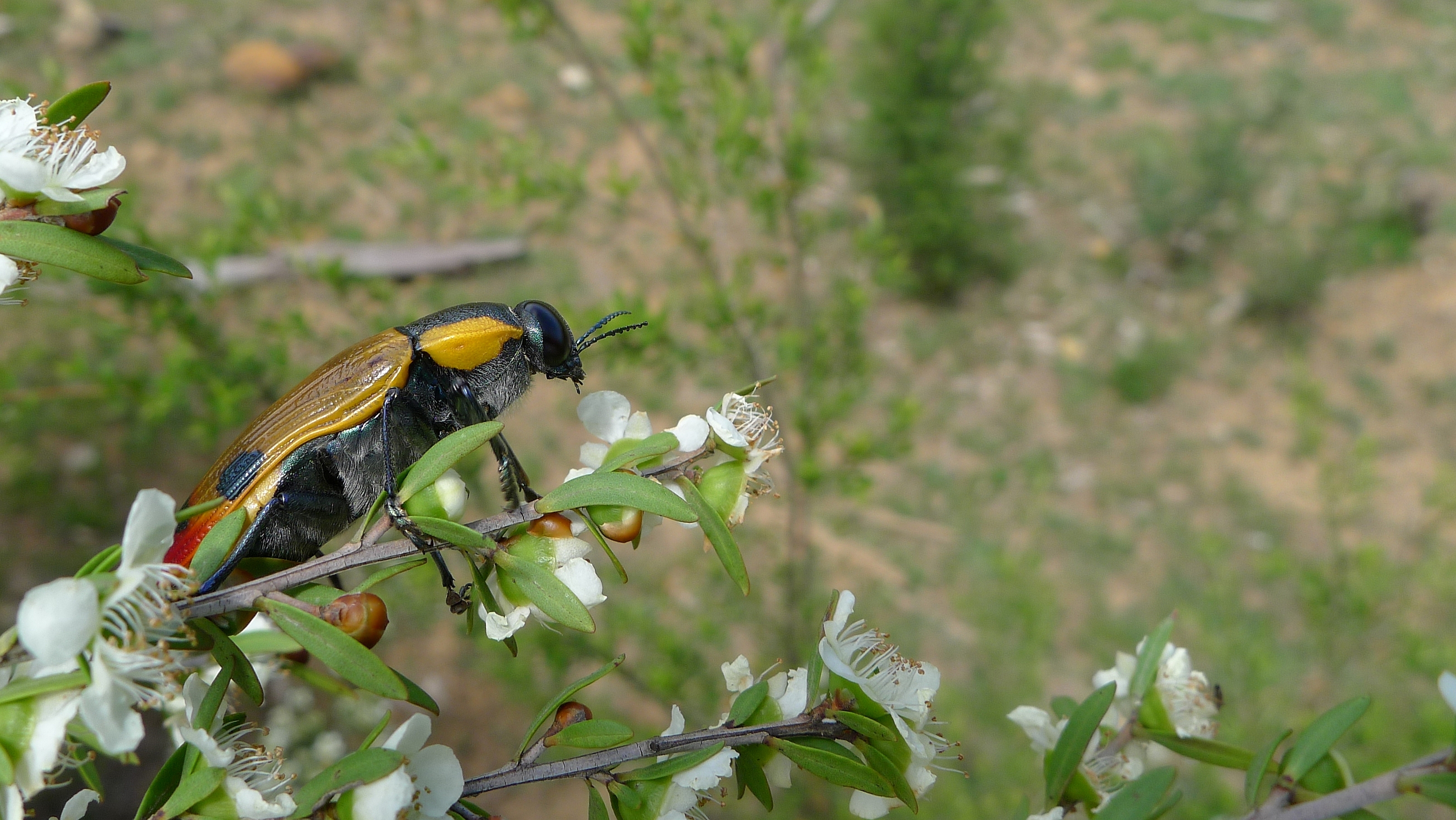 Buprestid HH (11306915036)
