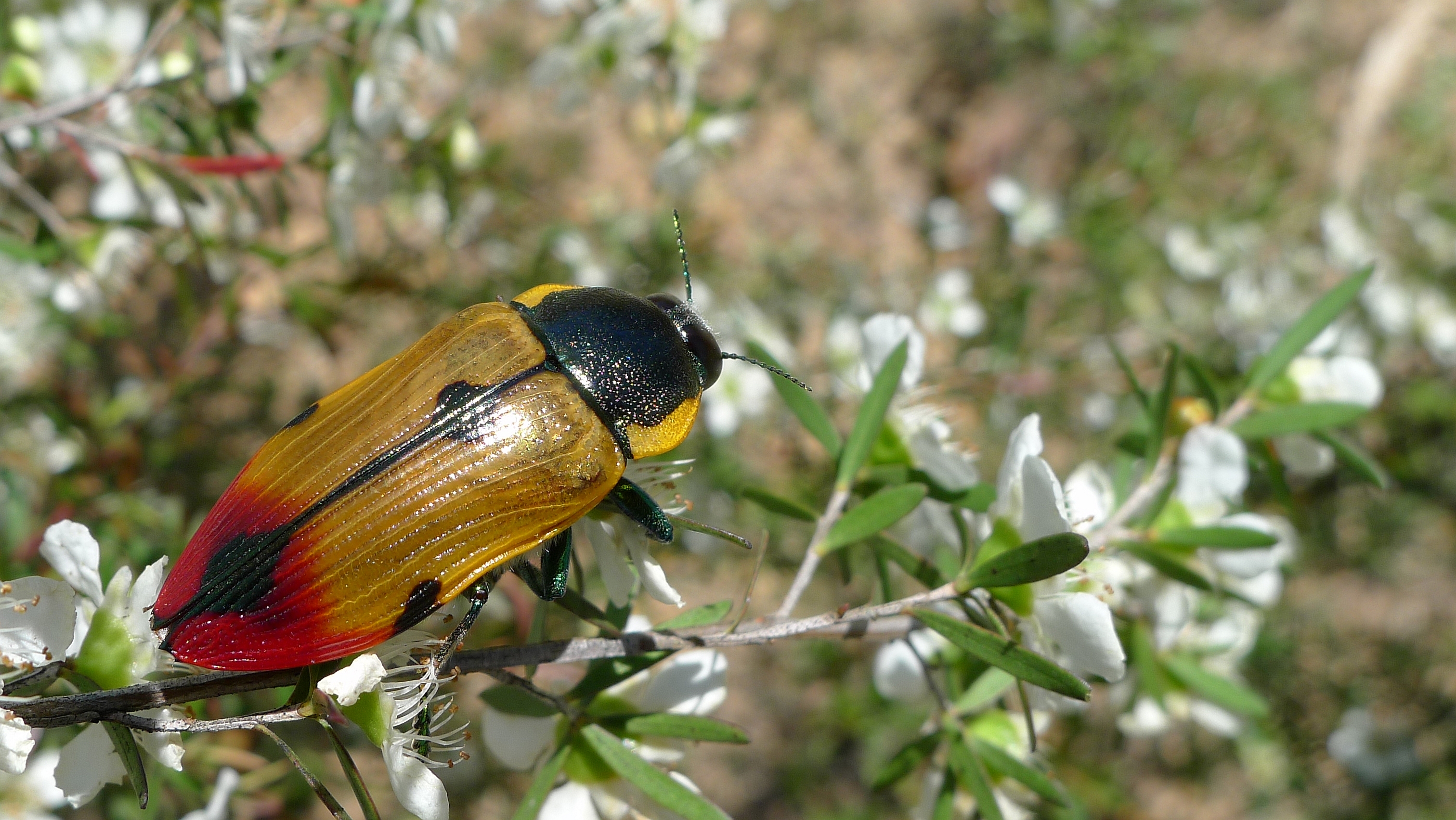 Buprestid I (11221105326)