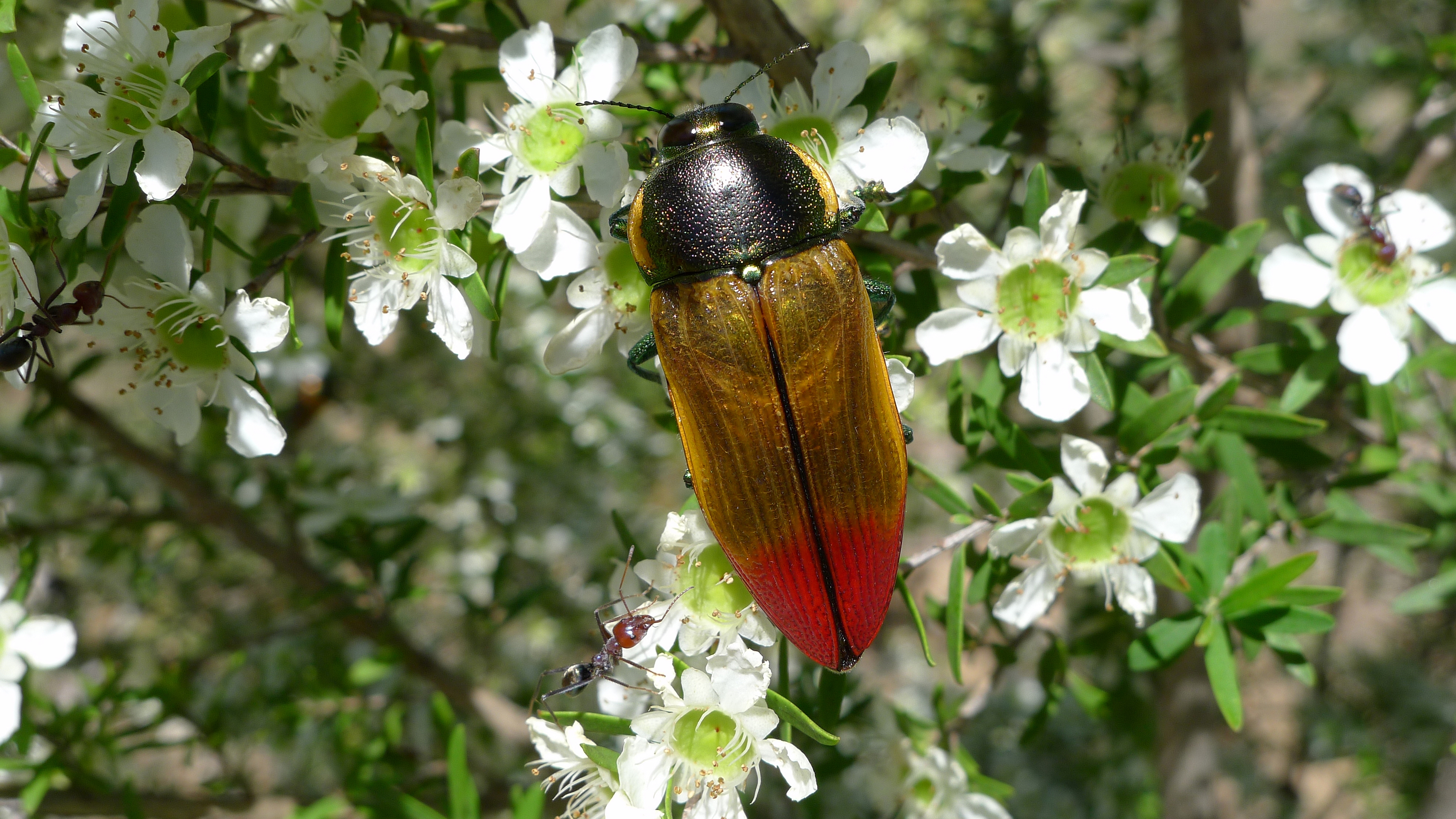 Buprestid J (11221136394)