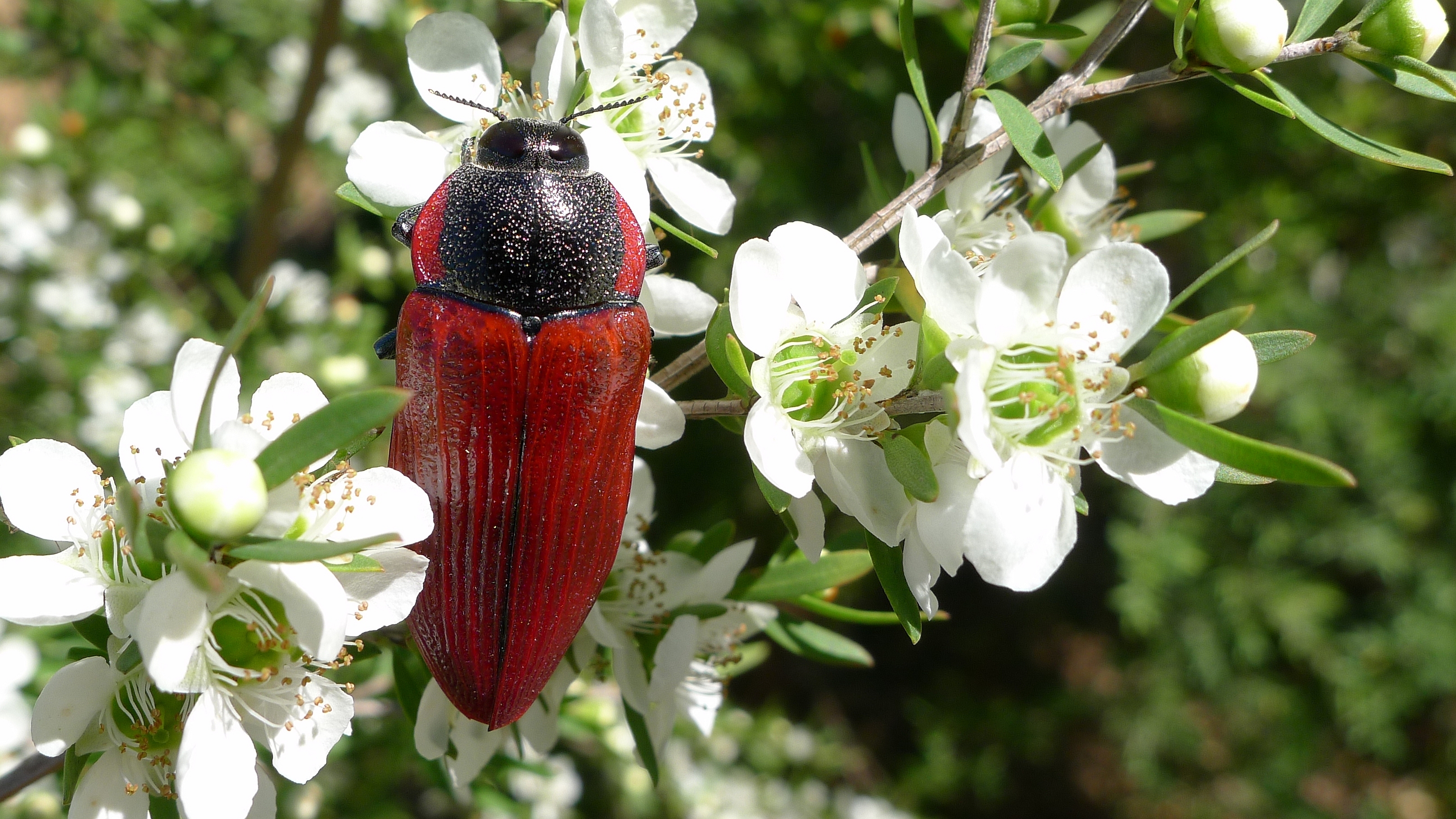 Buprestid K (11220754975)
