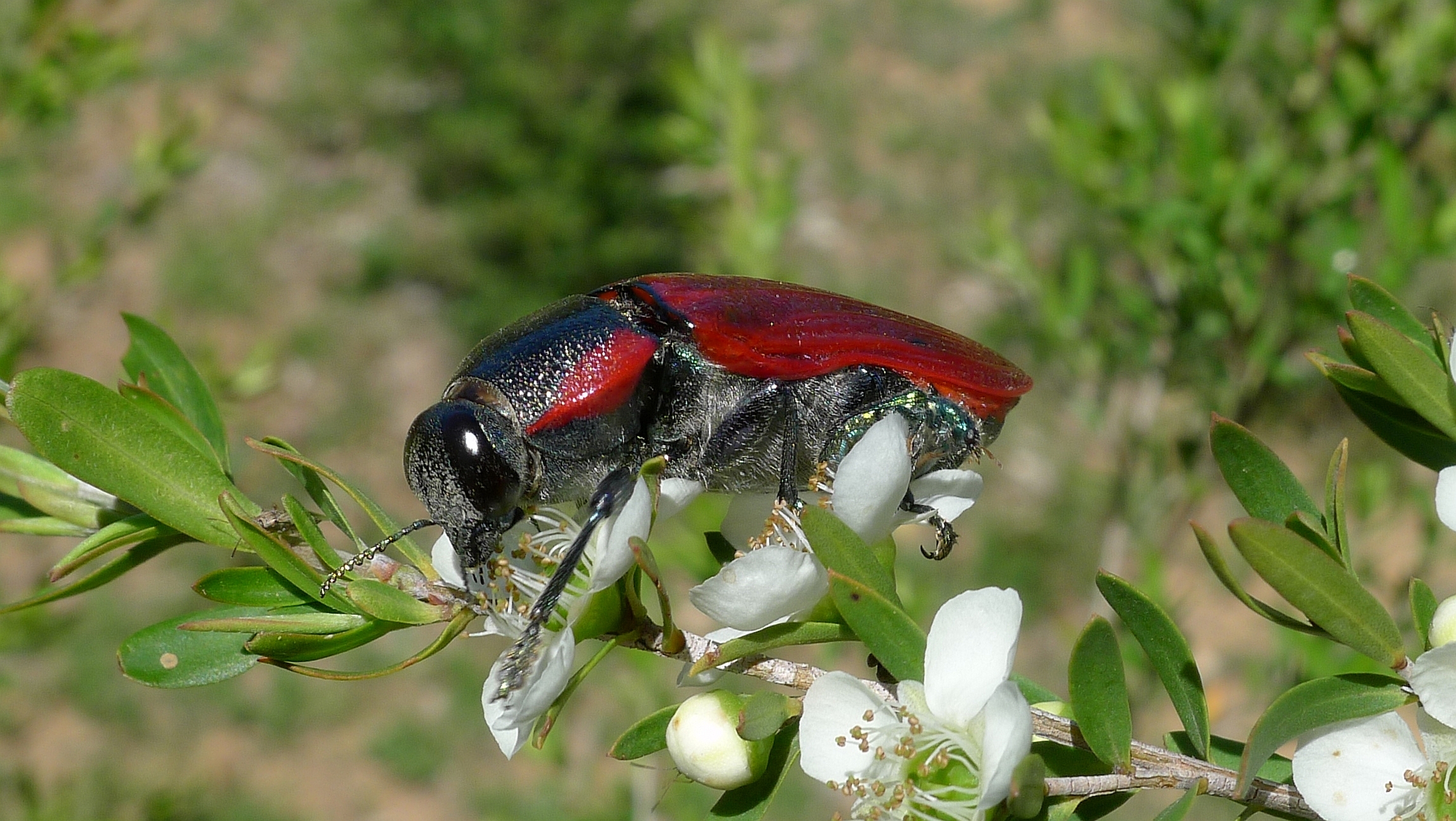 Buprestid K (11220849333)