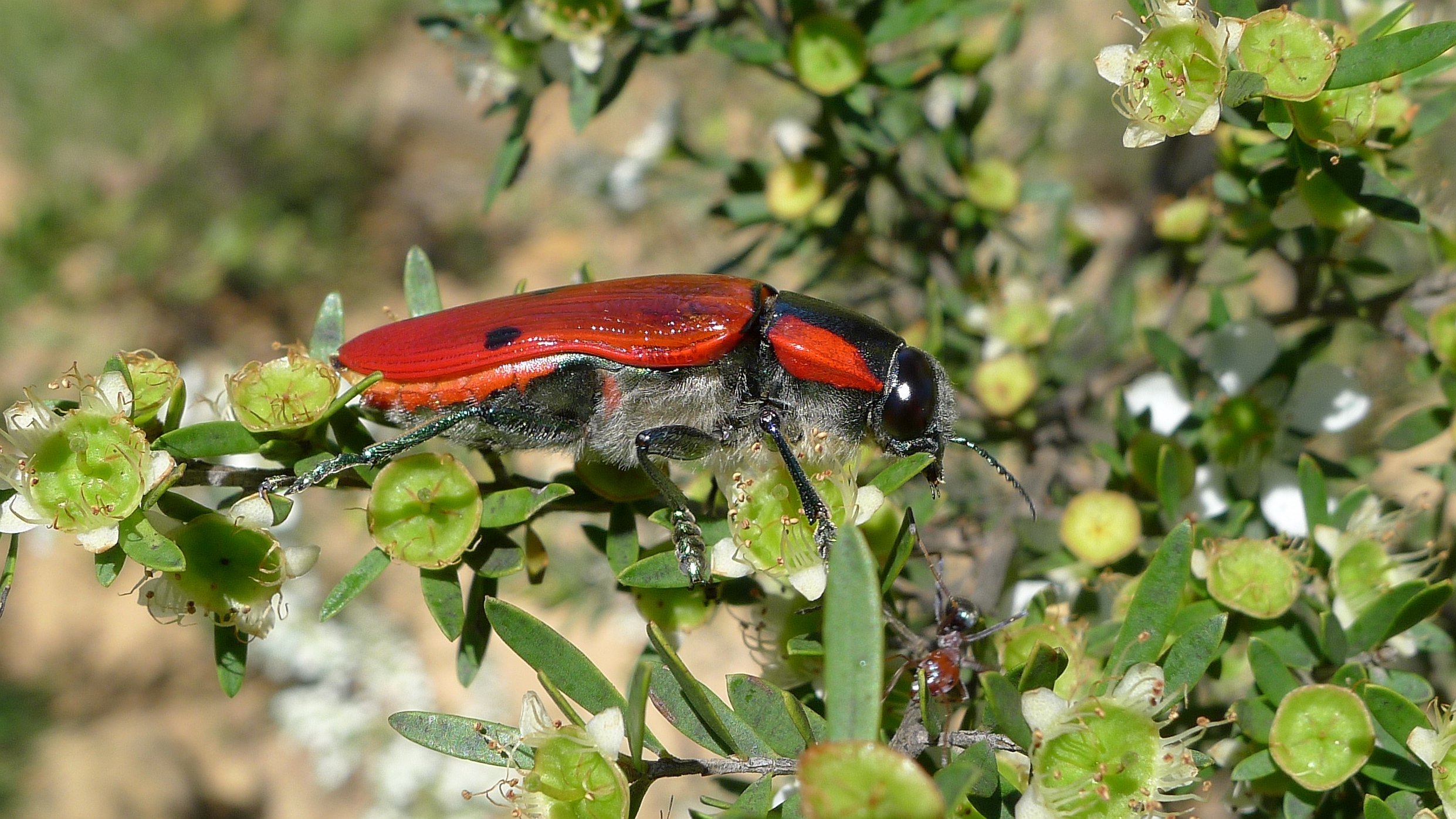 Buprestid L (11220782235)