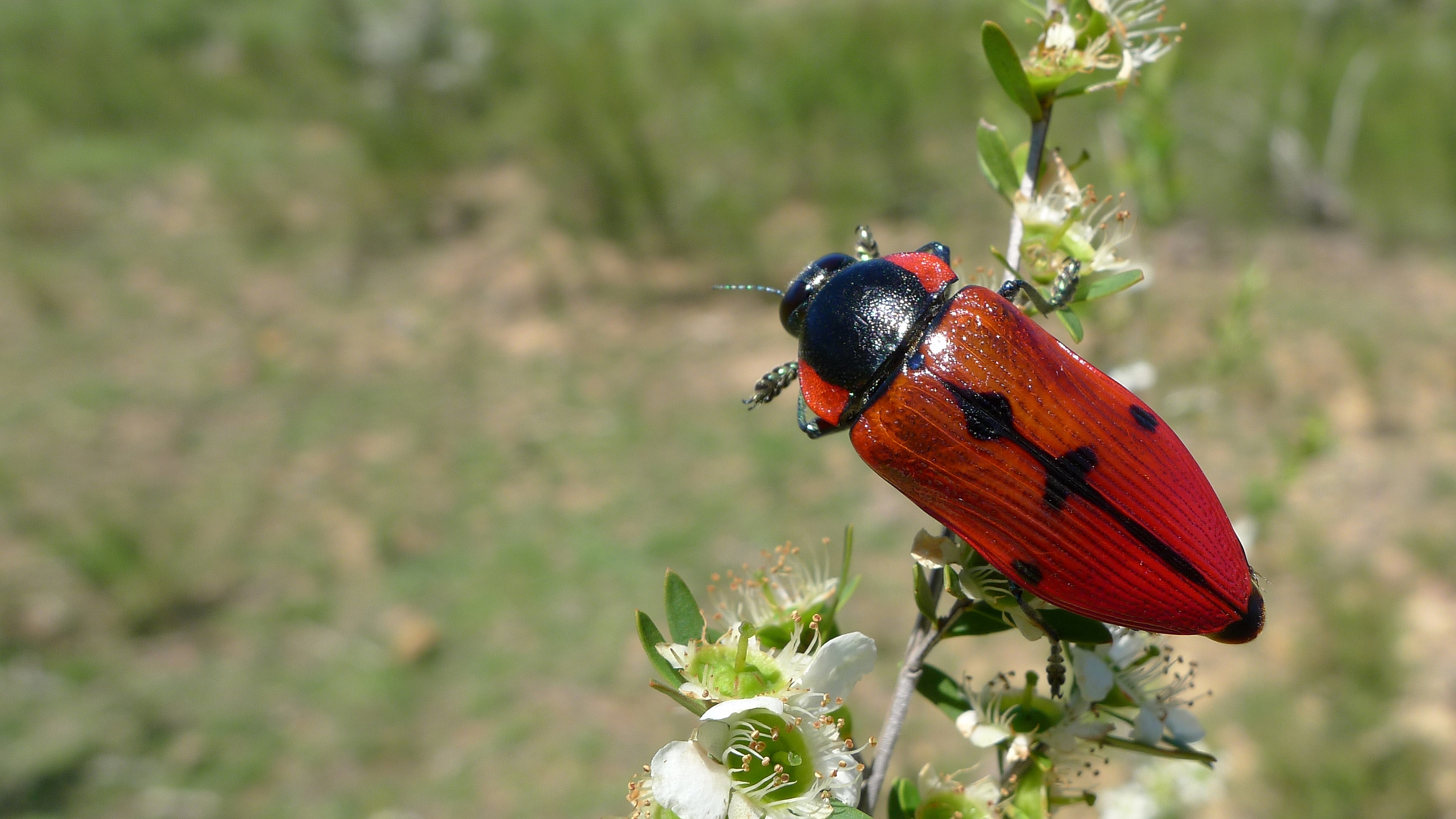 Buprestid L (11220789546)