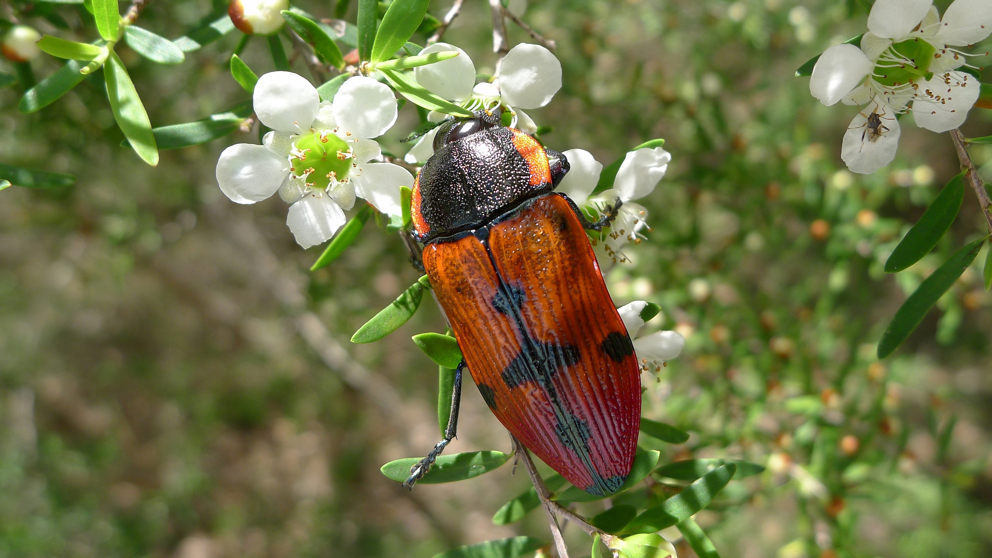 Buprestid LL (11306975215)