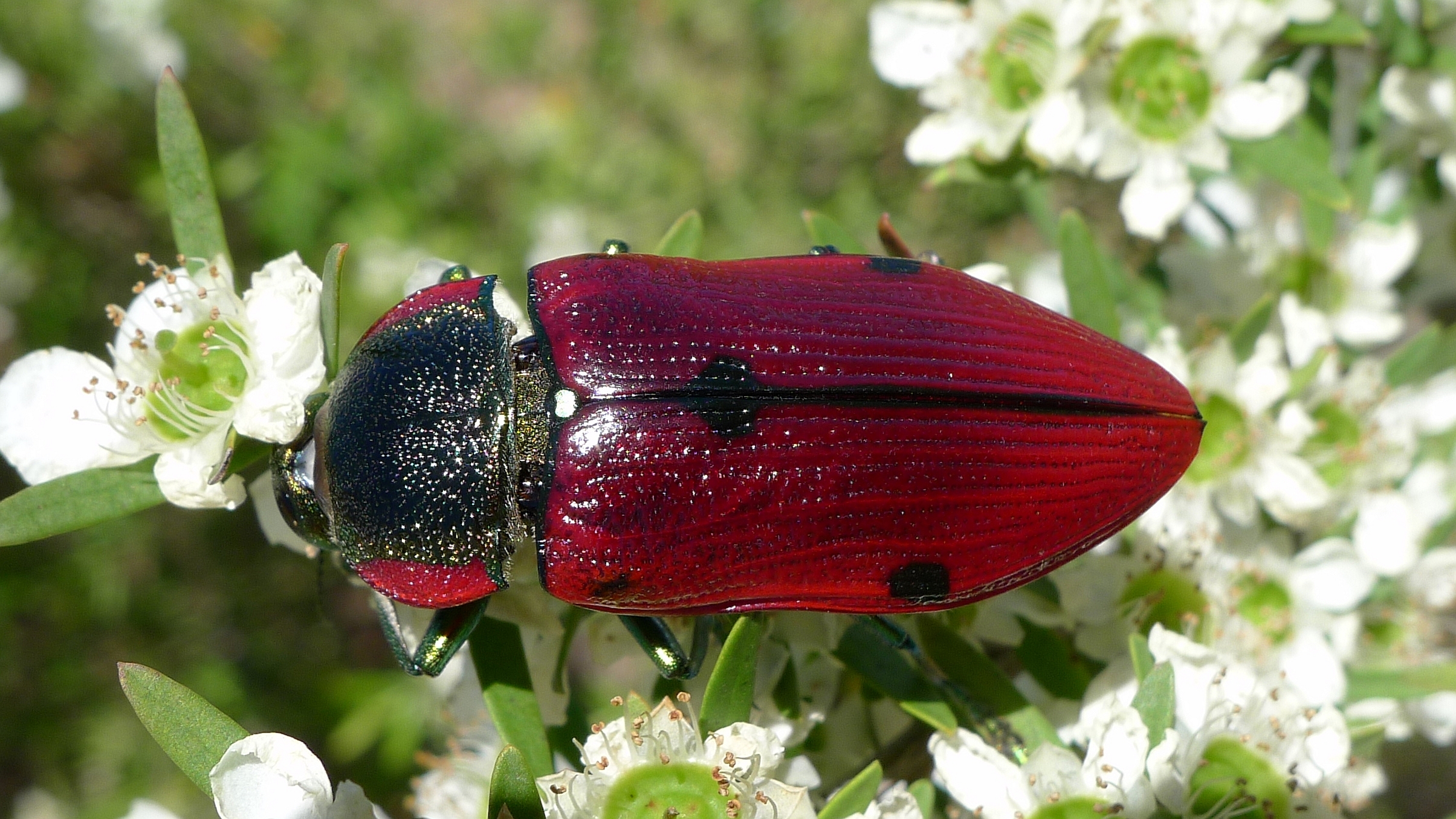 Buprestid M (11220813766)