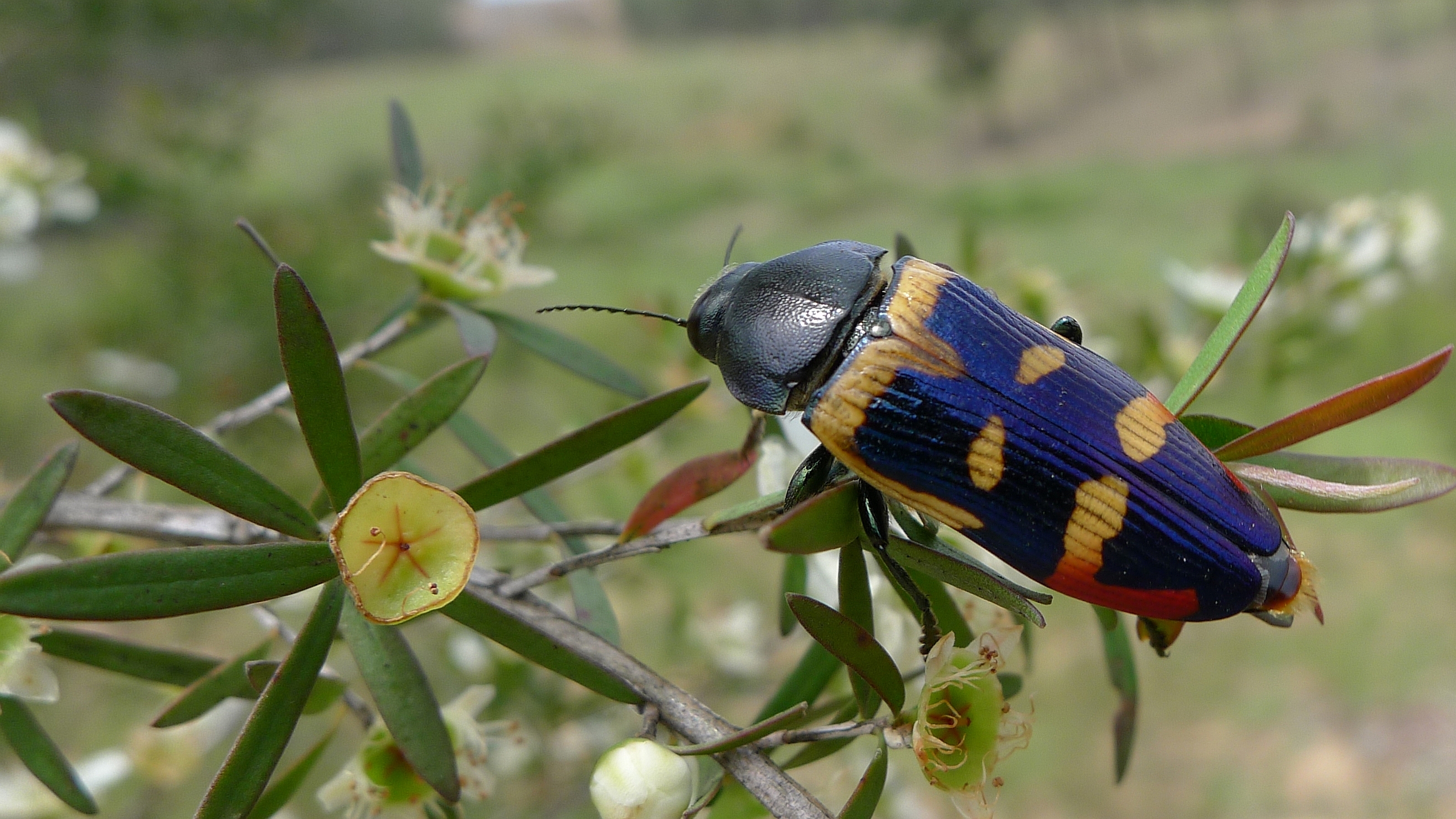 Buprestid MM (11312019335)