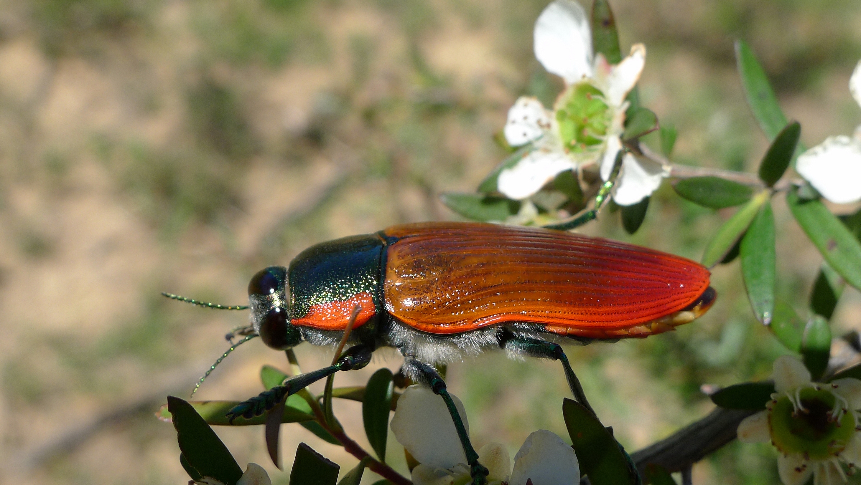Buprestid N (11220844076)