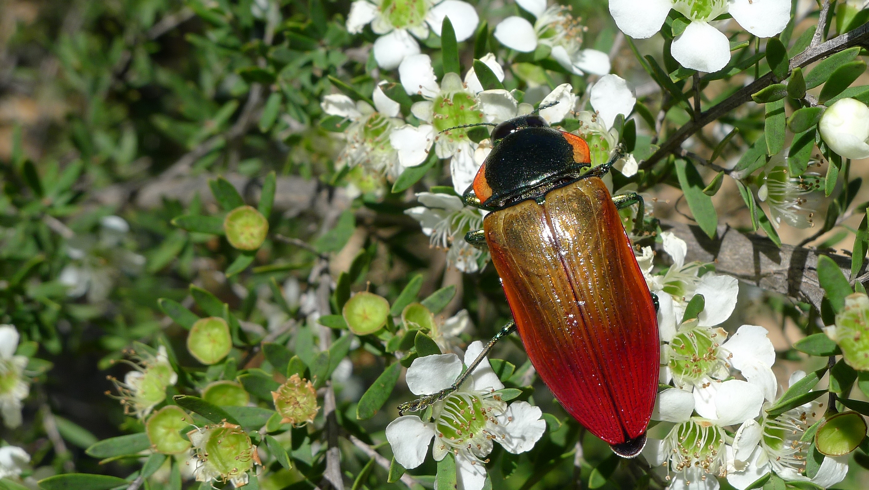 Buprestid O (11220854006)