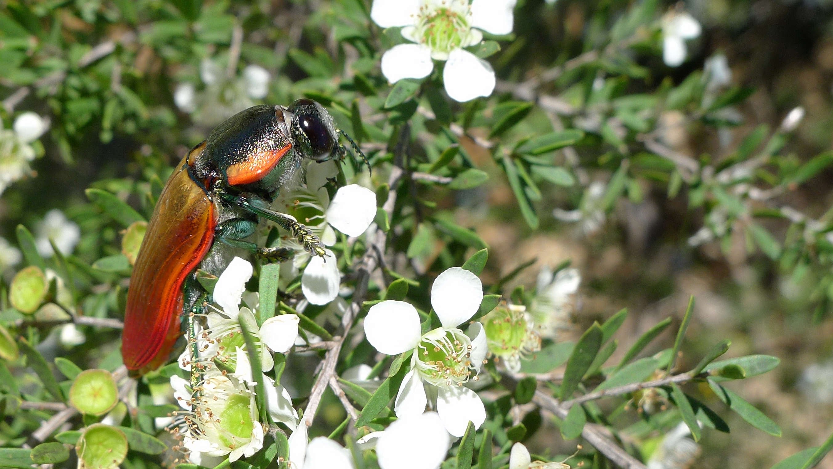 Buprestid O (11220953603)