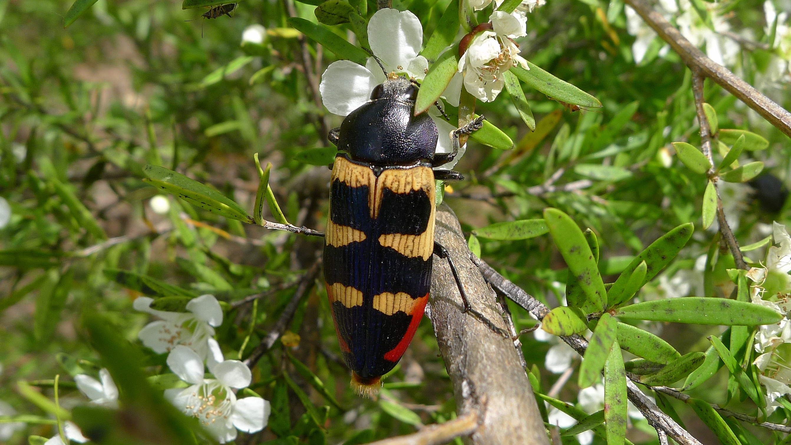 Buprestid OO (11307031855)
