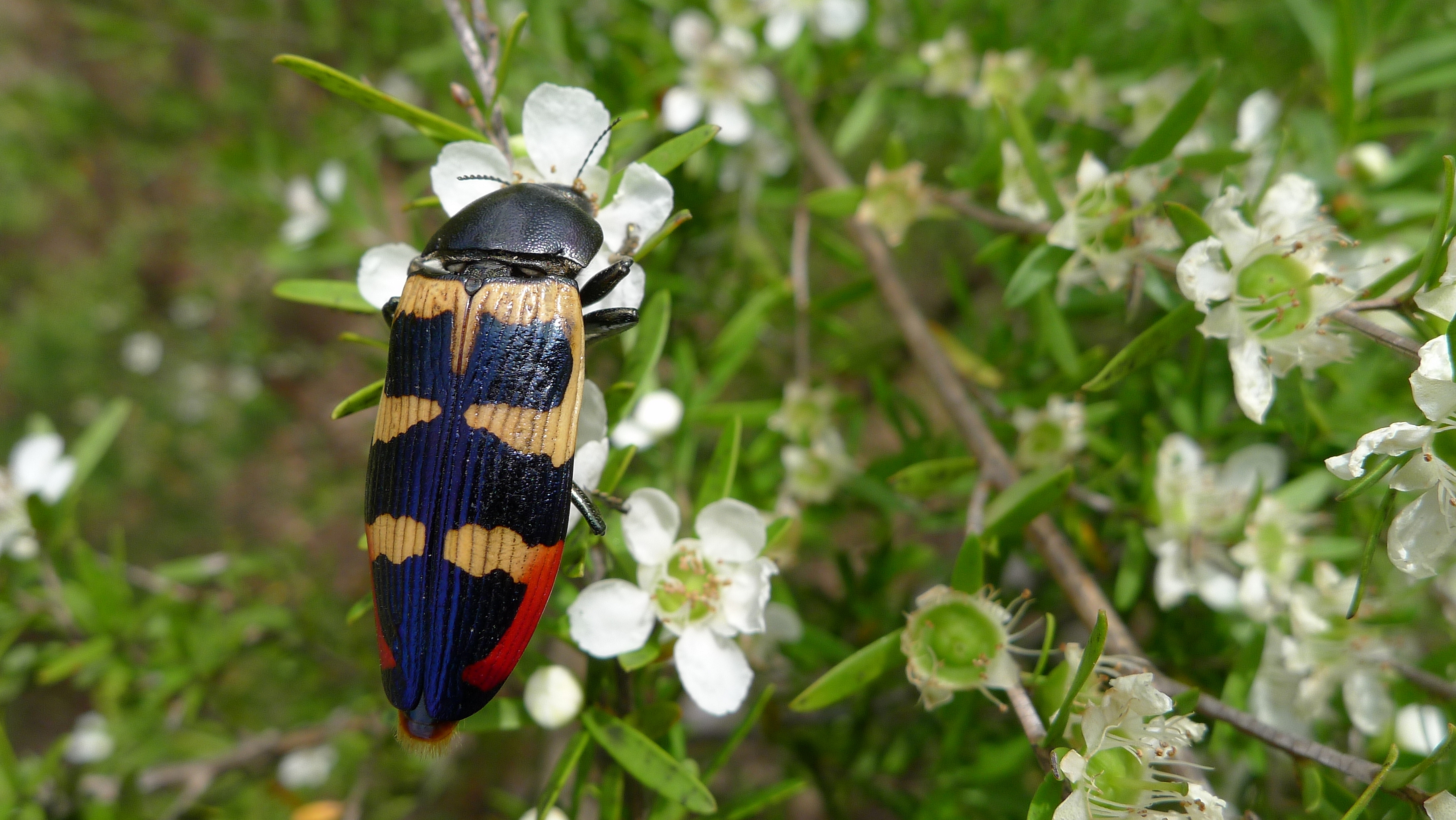 Buprestid OO (11307047335)