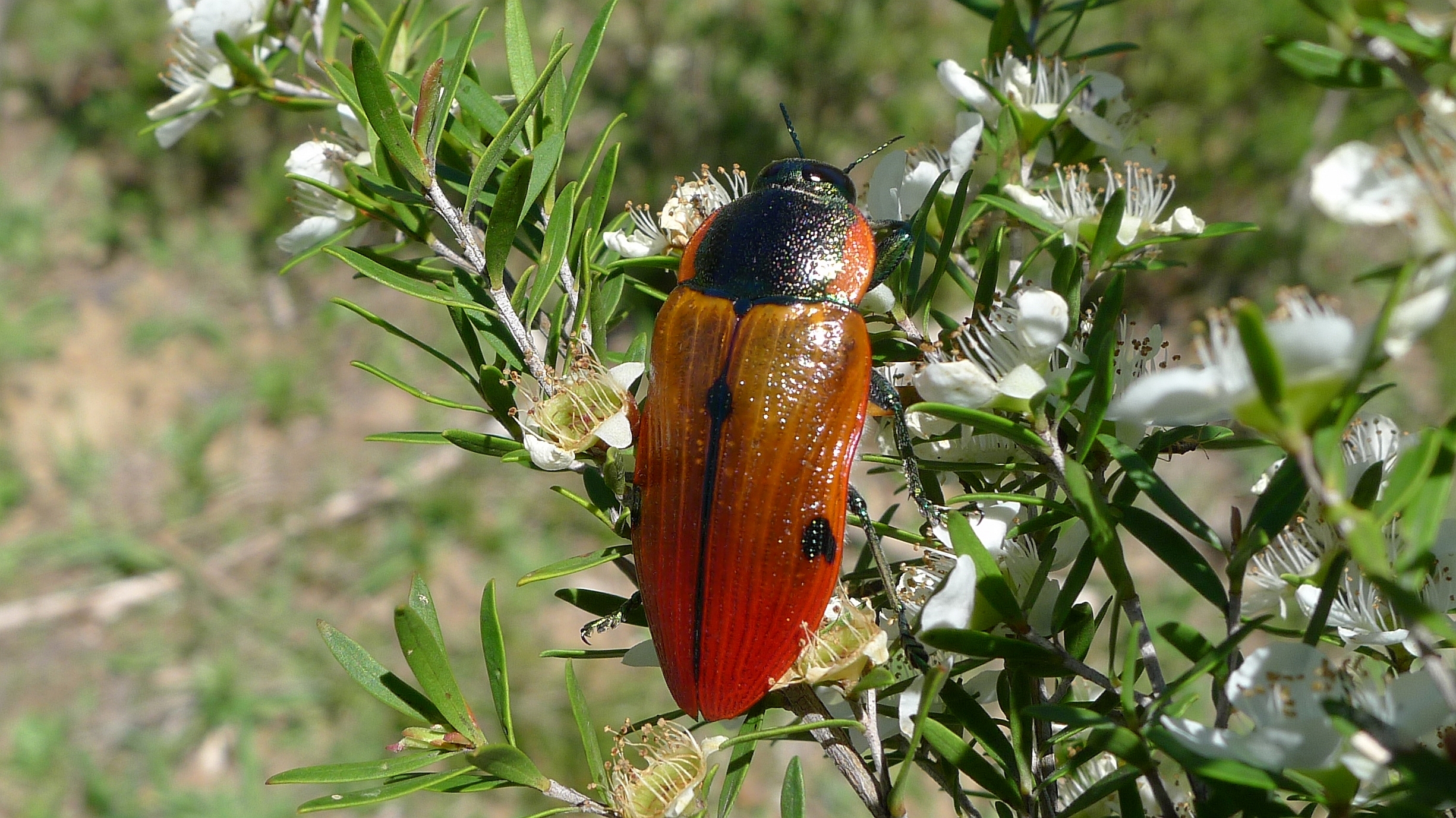 Buprestid P (11220973913)