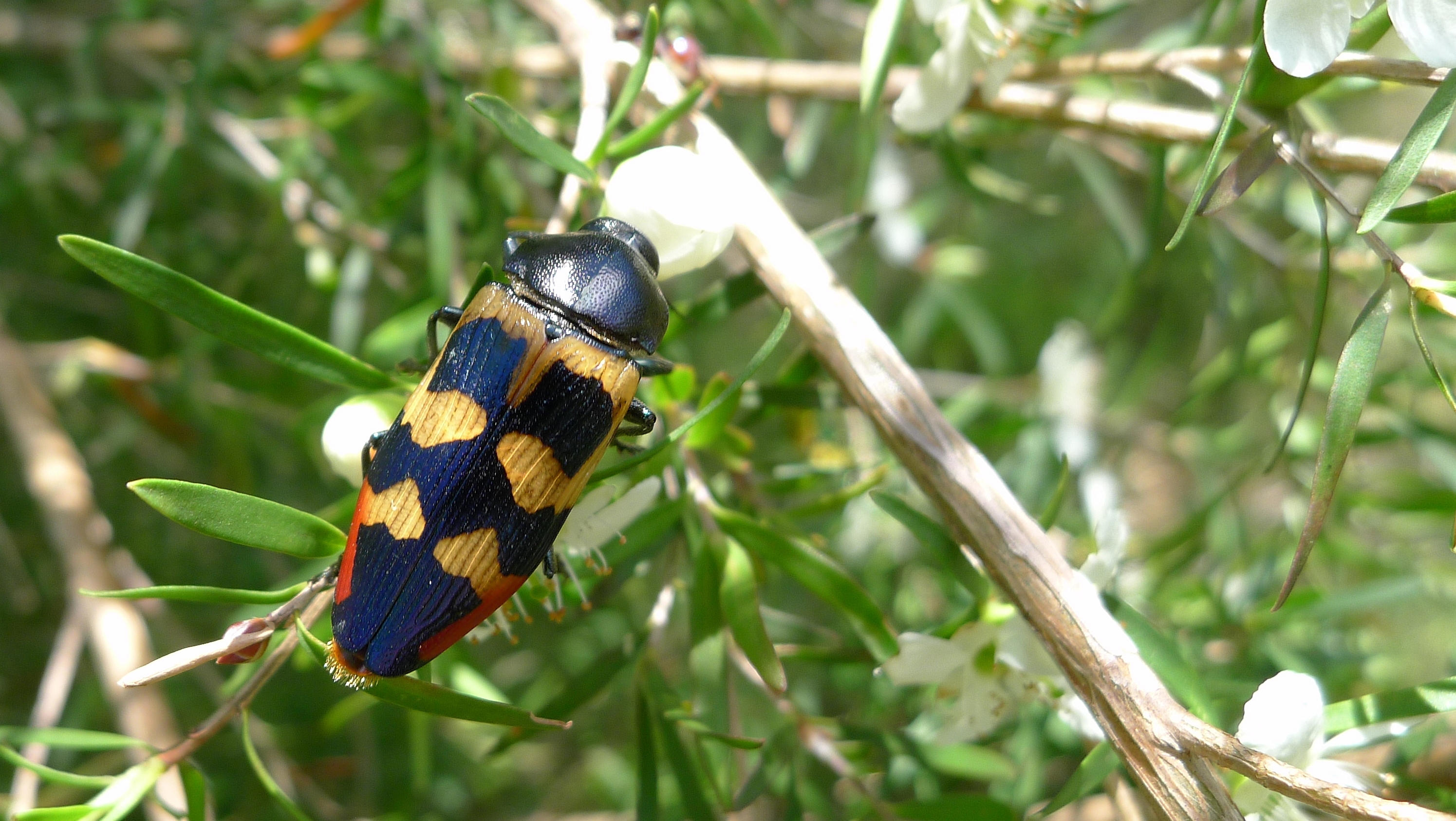 Buprestid PP (11307139704)