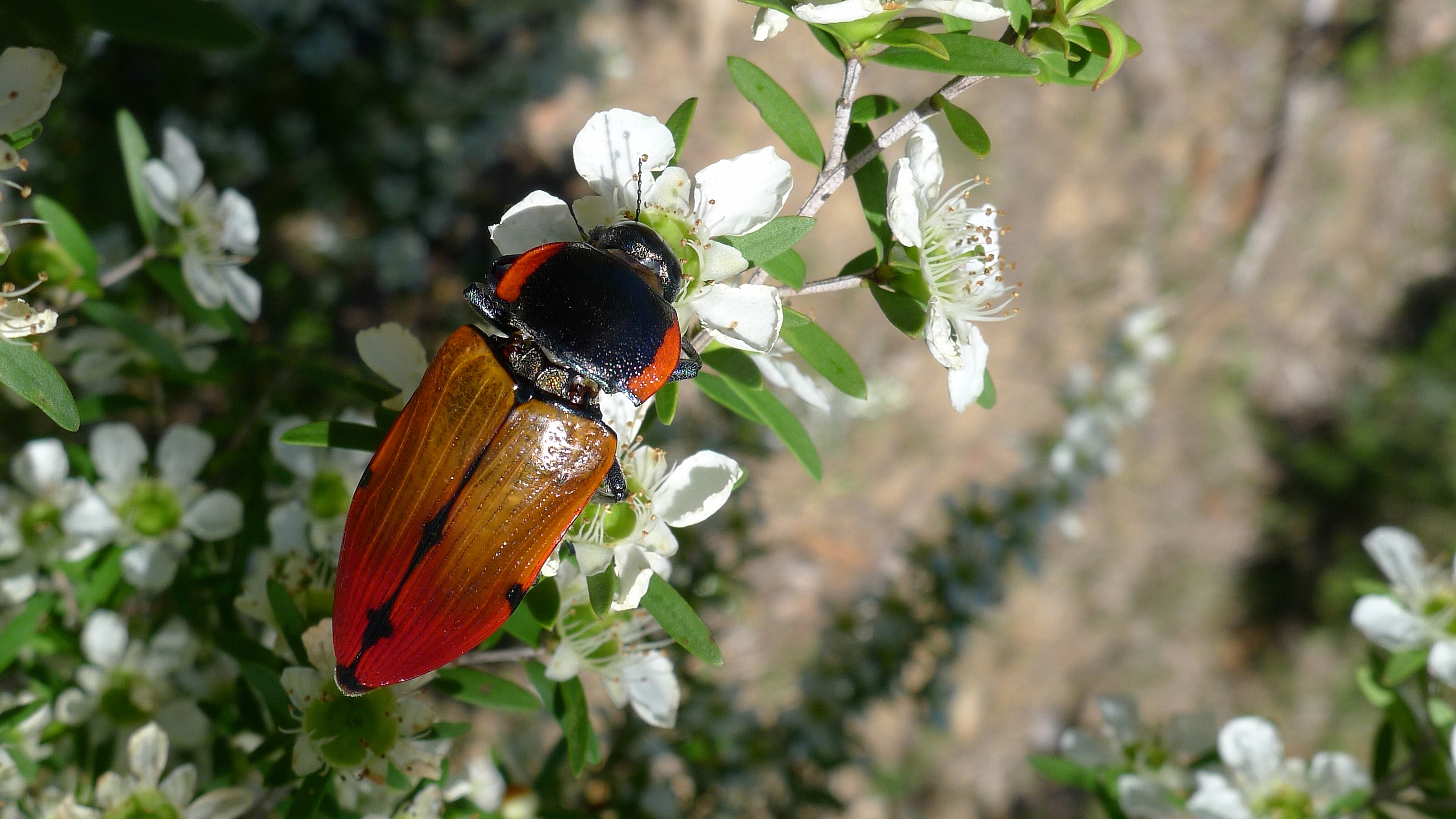 Buprestid Q (11220877875)