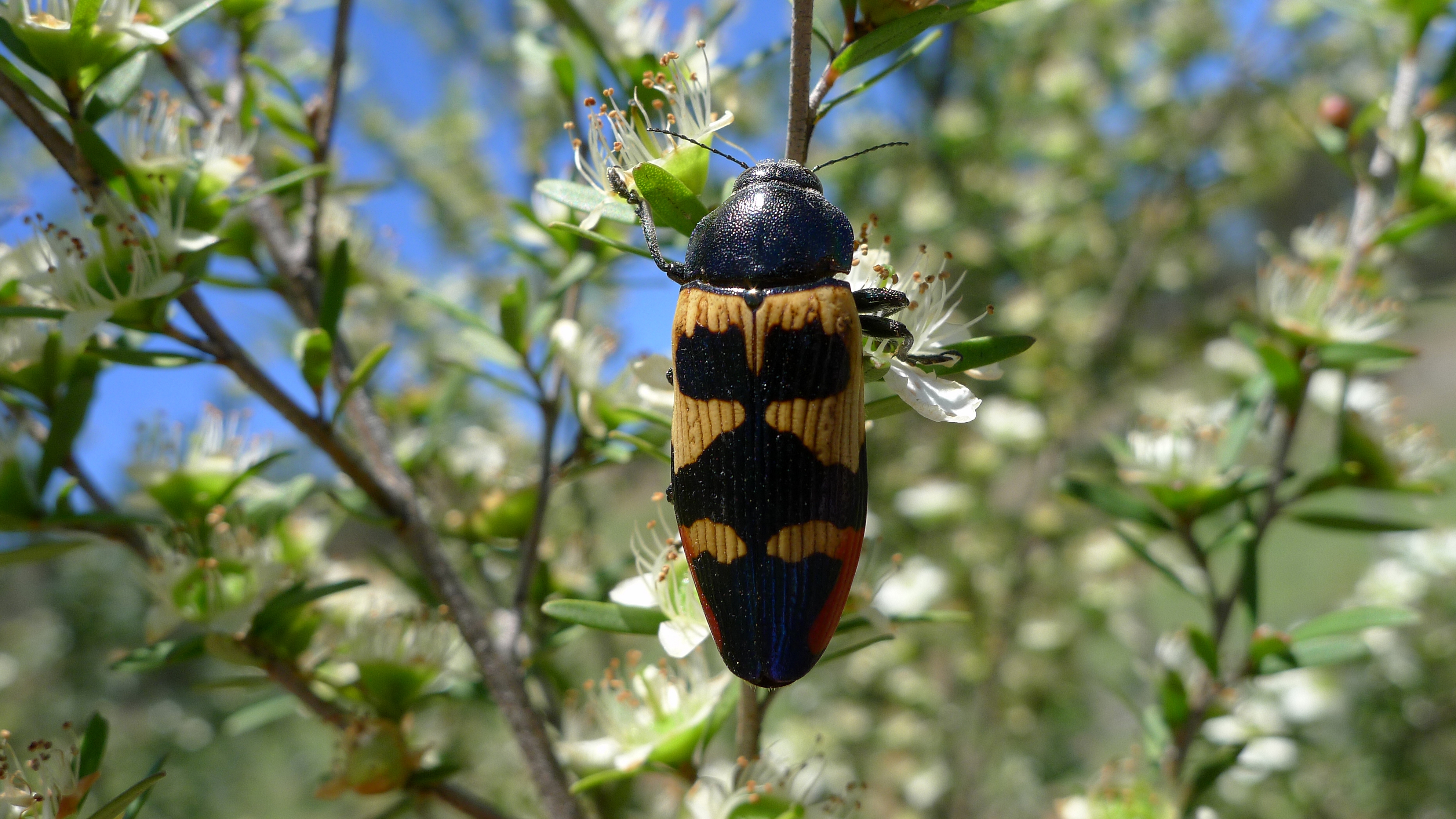 Buprestid R (11220738064)