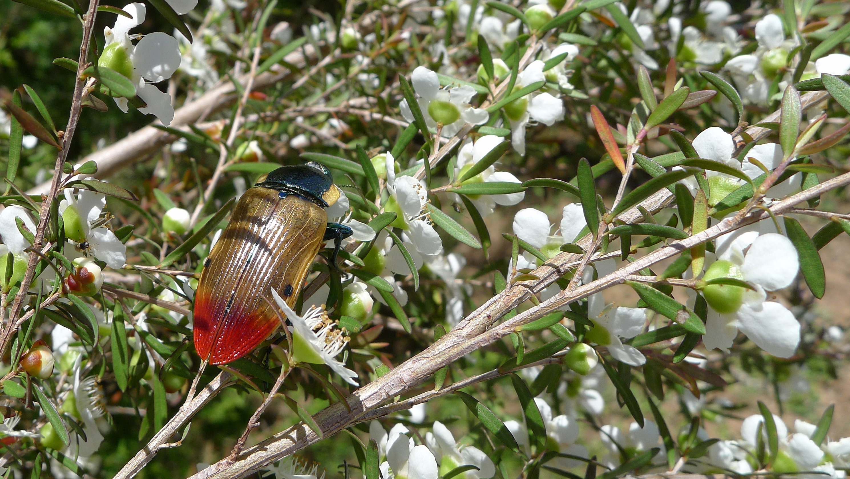 Buprestid RR (11307105165)