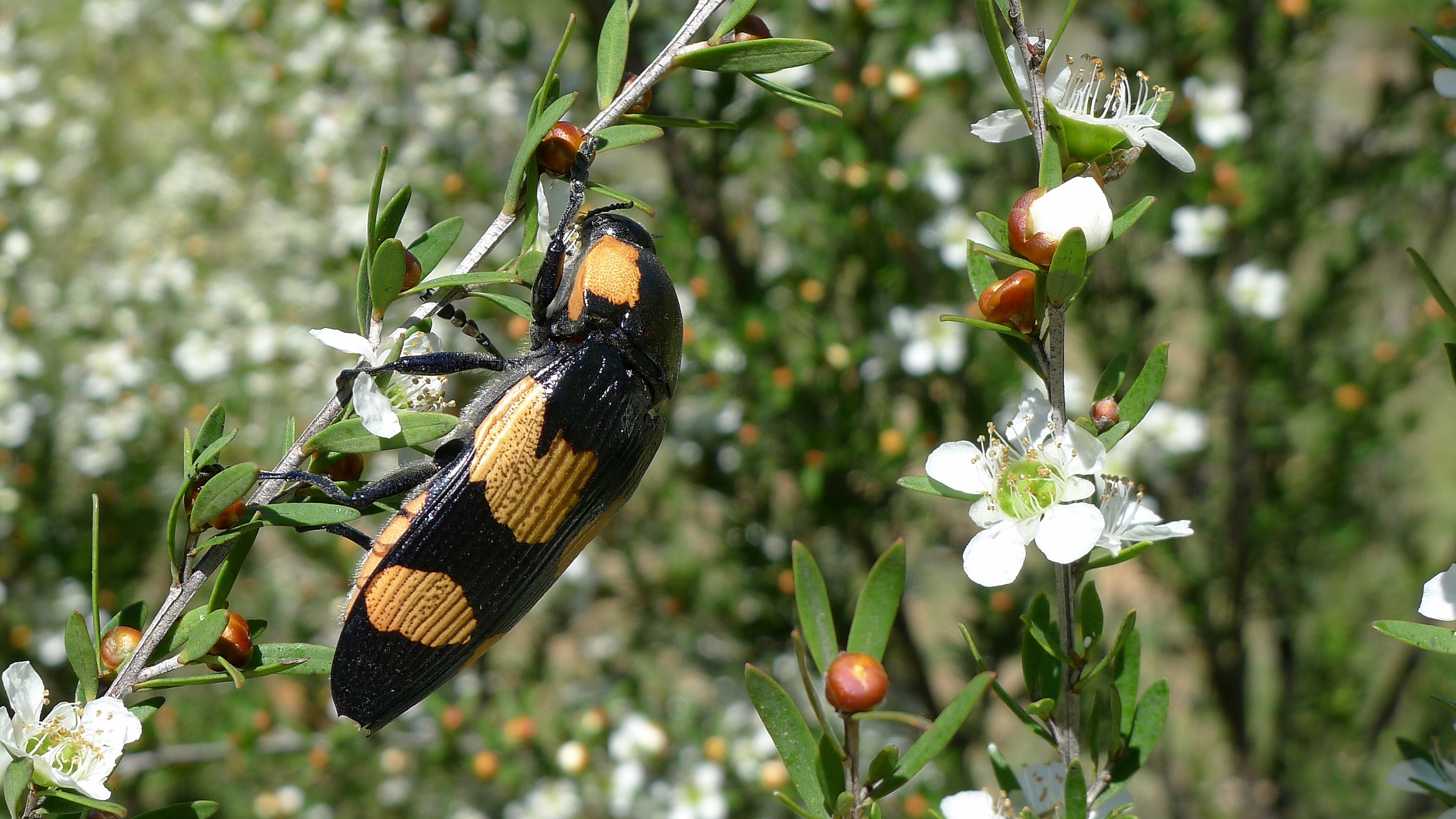 Buprestid S (11220911855)