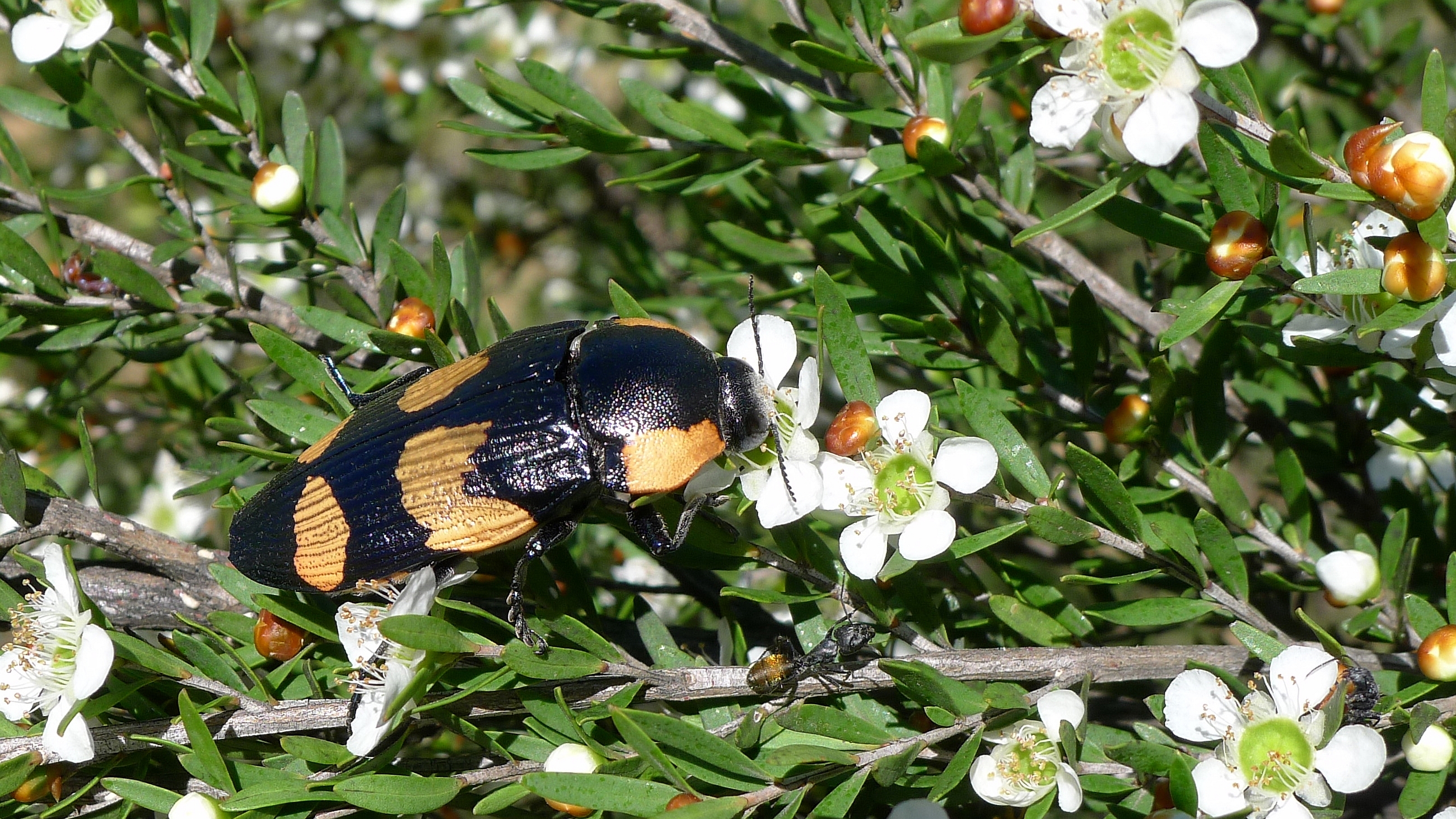 Buprestid S (11220926704)