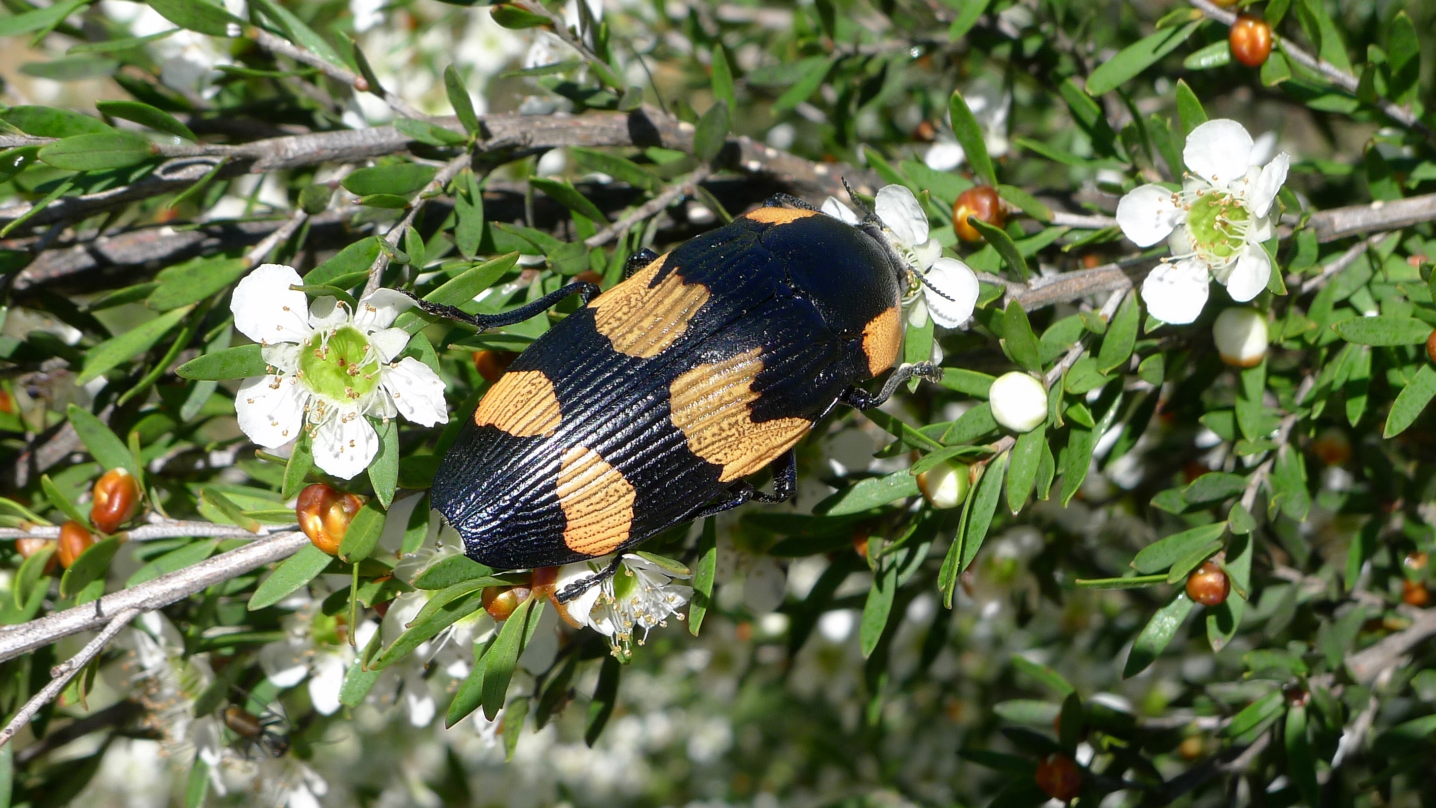Buprestid S (11221009773)