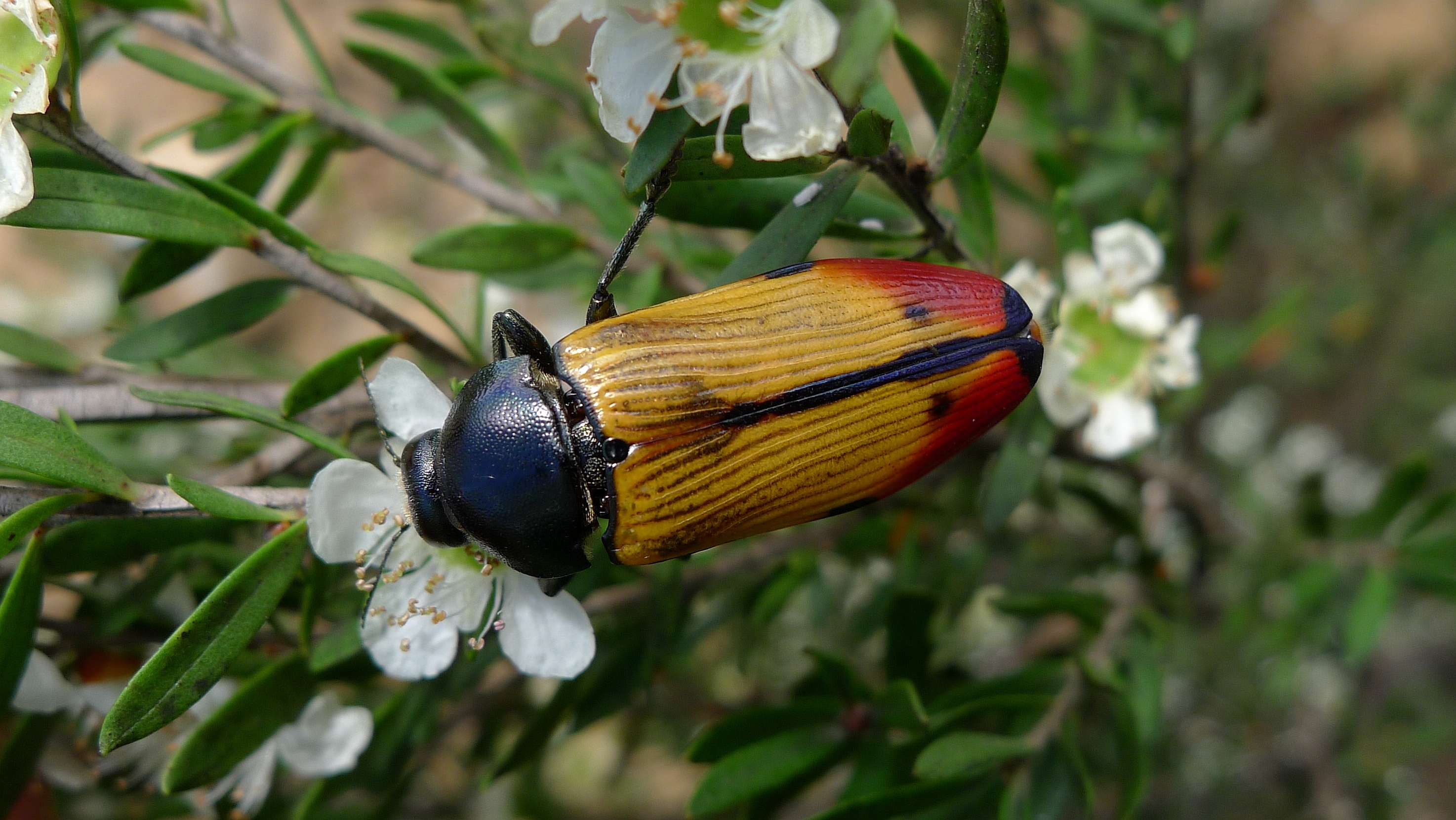 Buprestid small EE (11306873644)