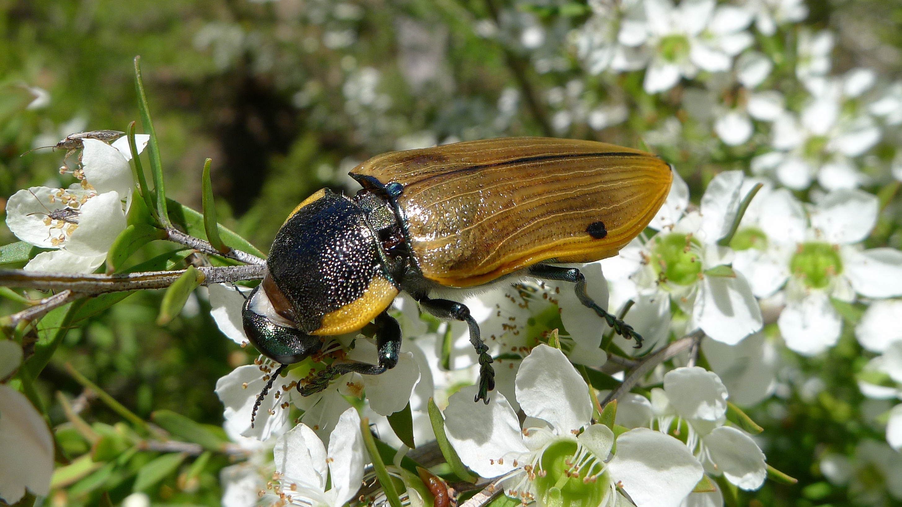 Buprestid T (11220612164)