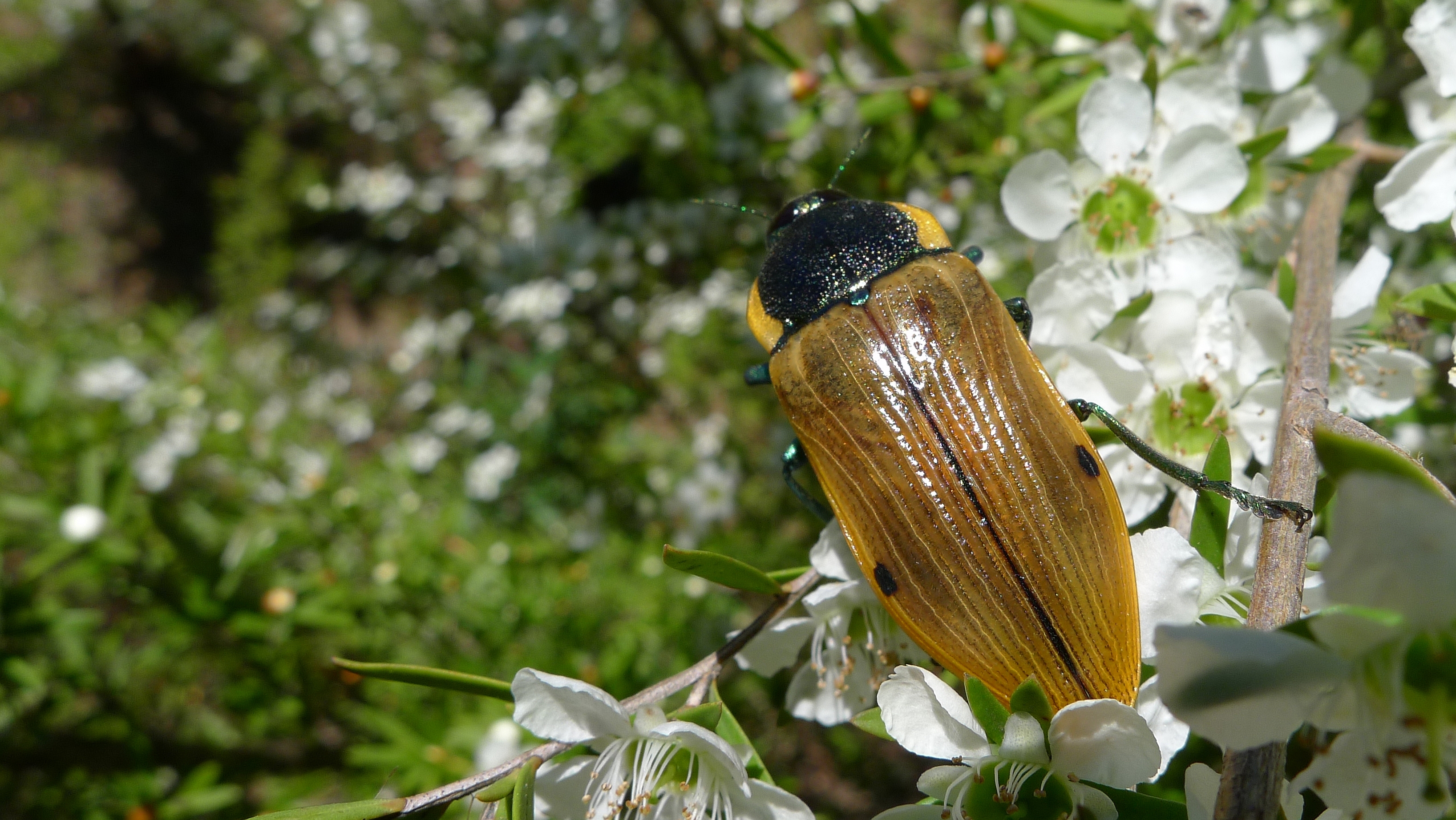 Buprestid T (11220730213)