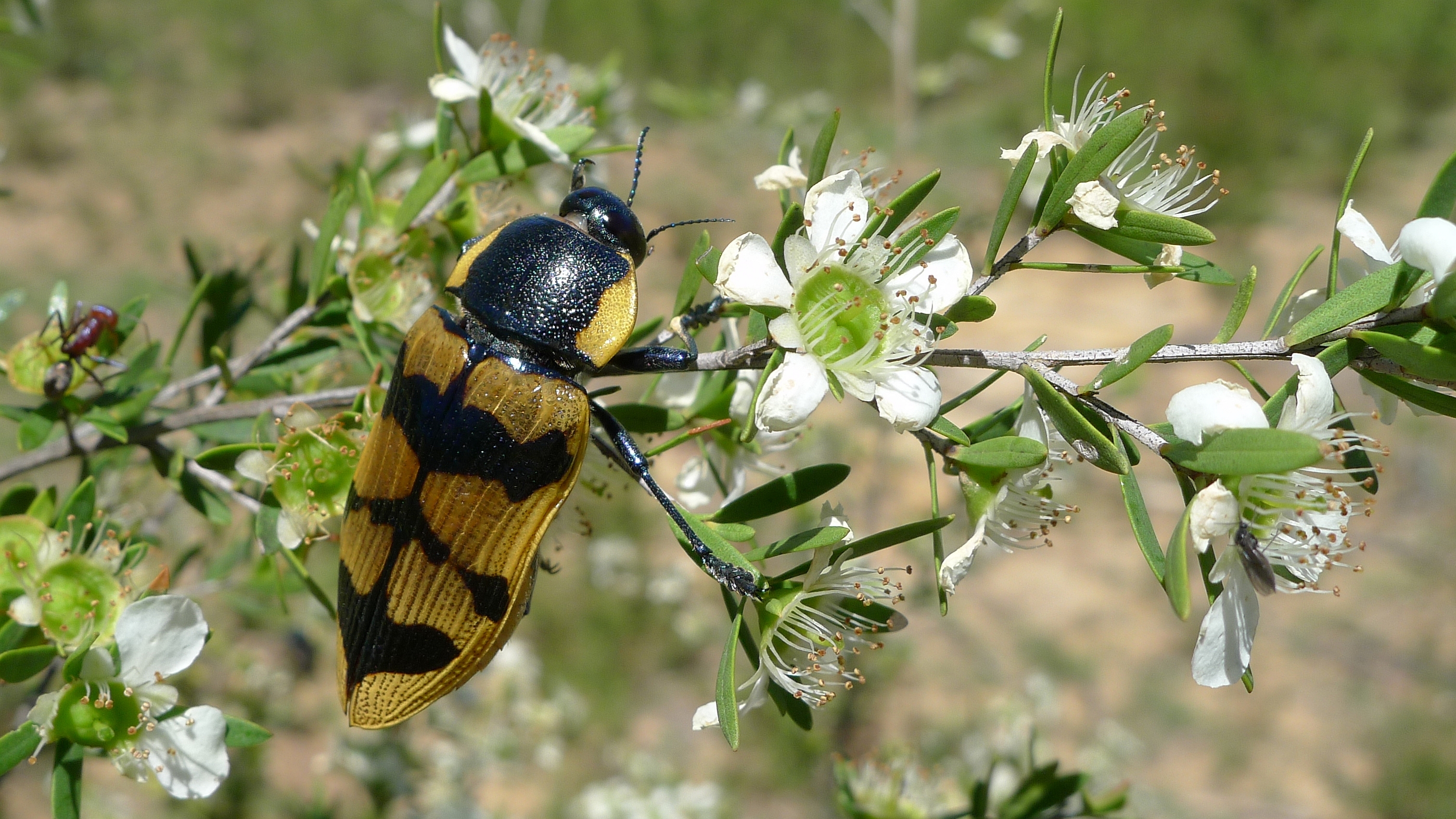 Buprestid U (11220646545)