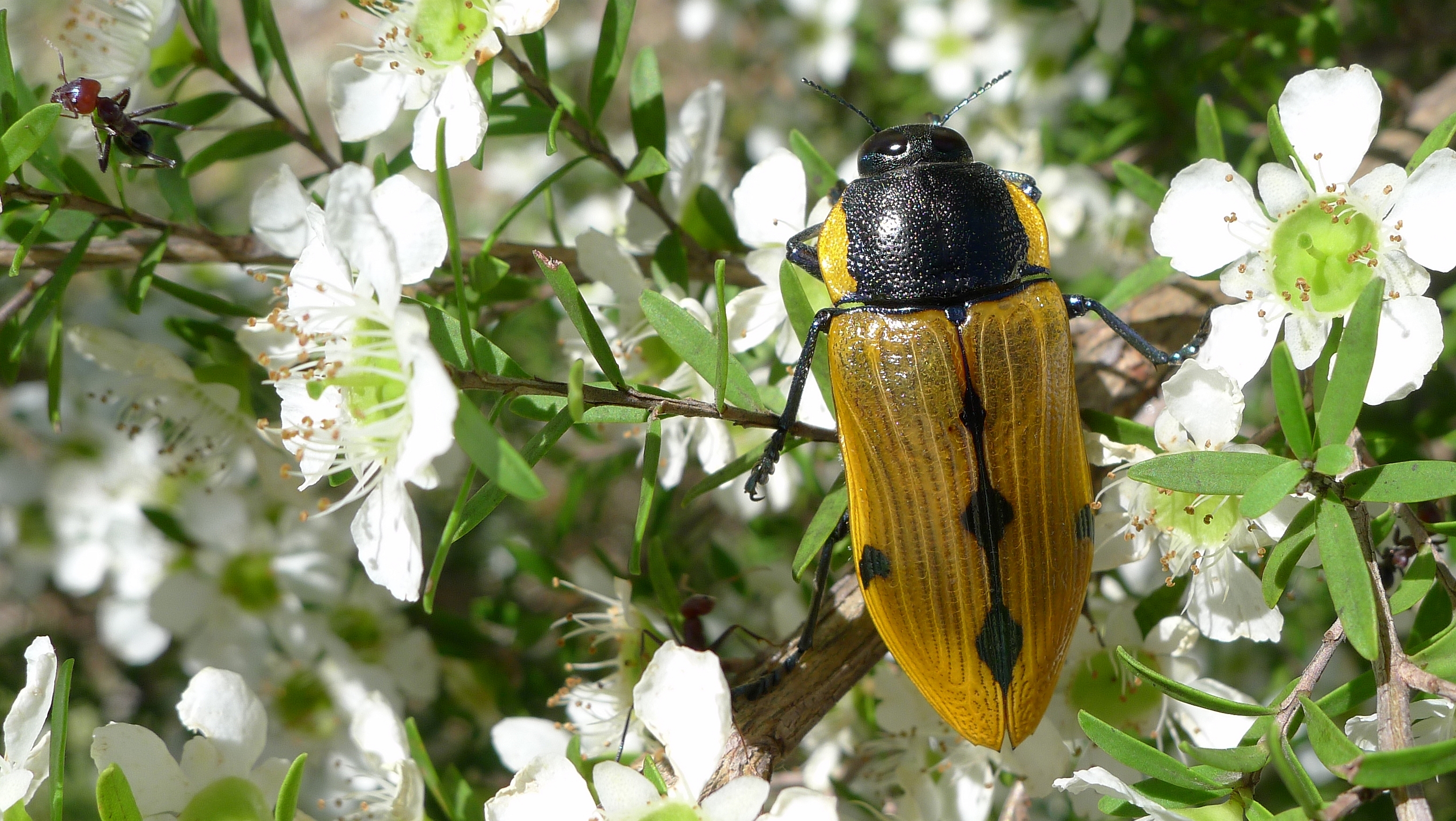Buprestid W (11220601544)