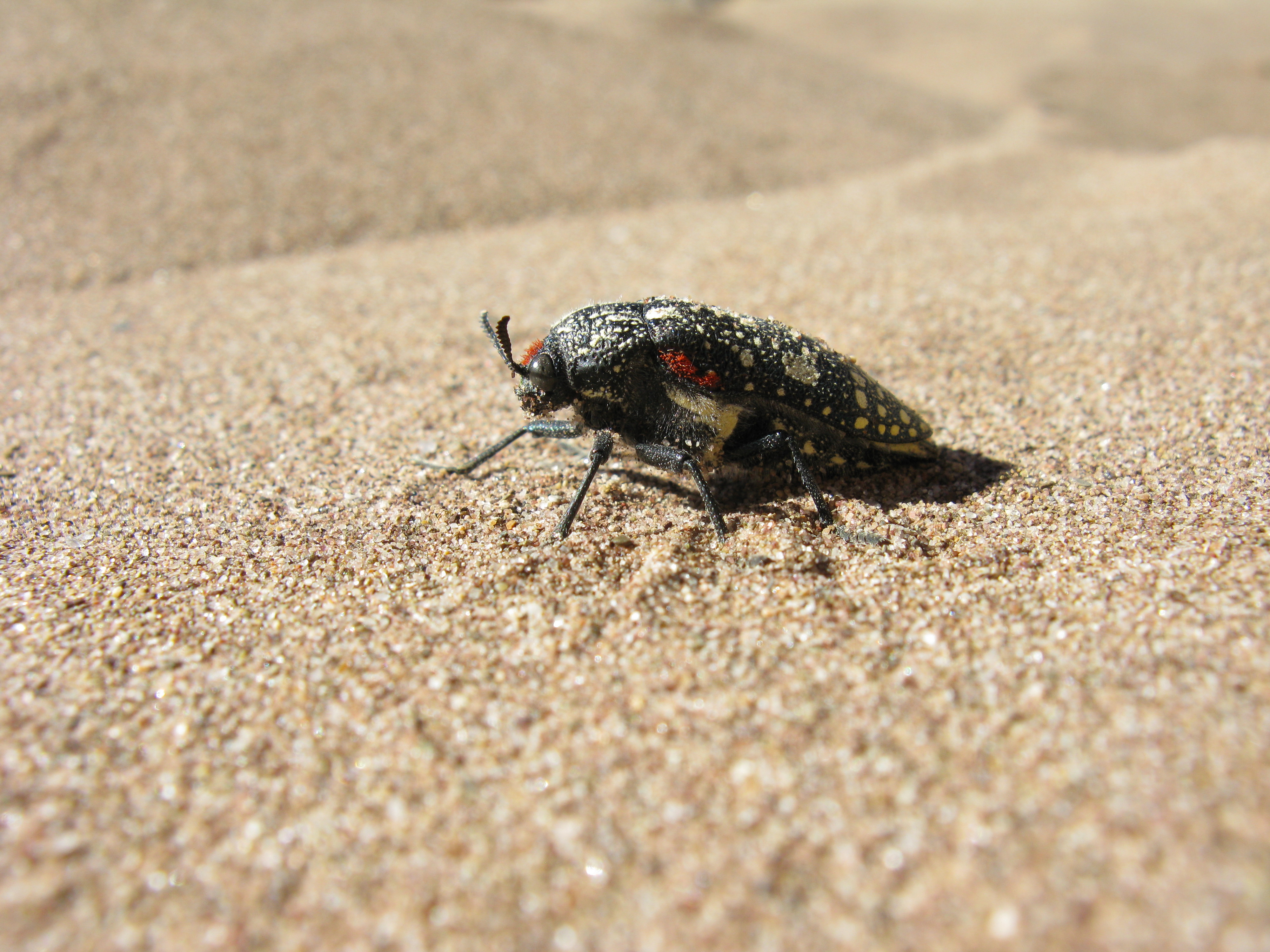 Buprestidae Julodis humeralis Gory IMG 8339