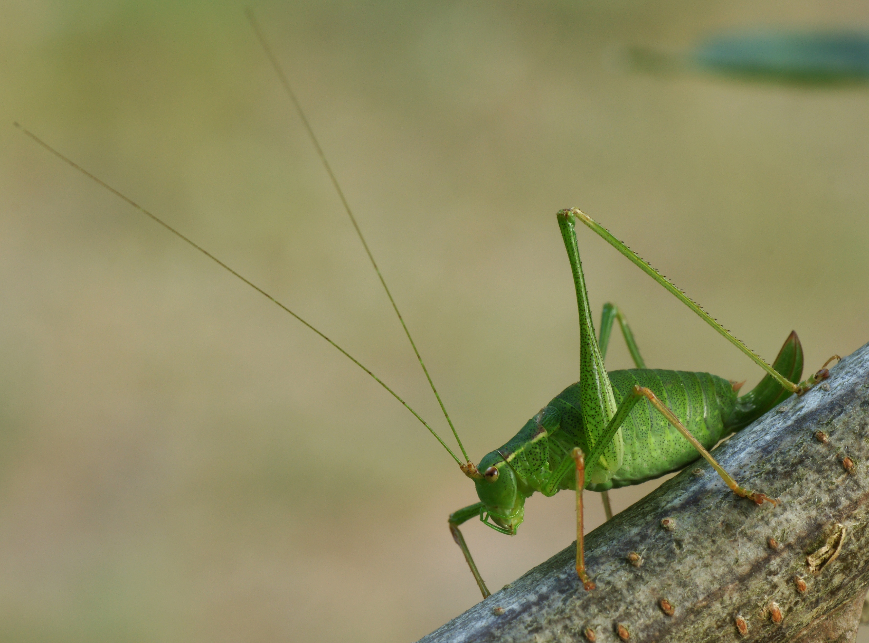 Bush-cricket 02 (MK)