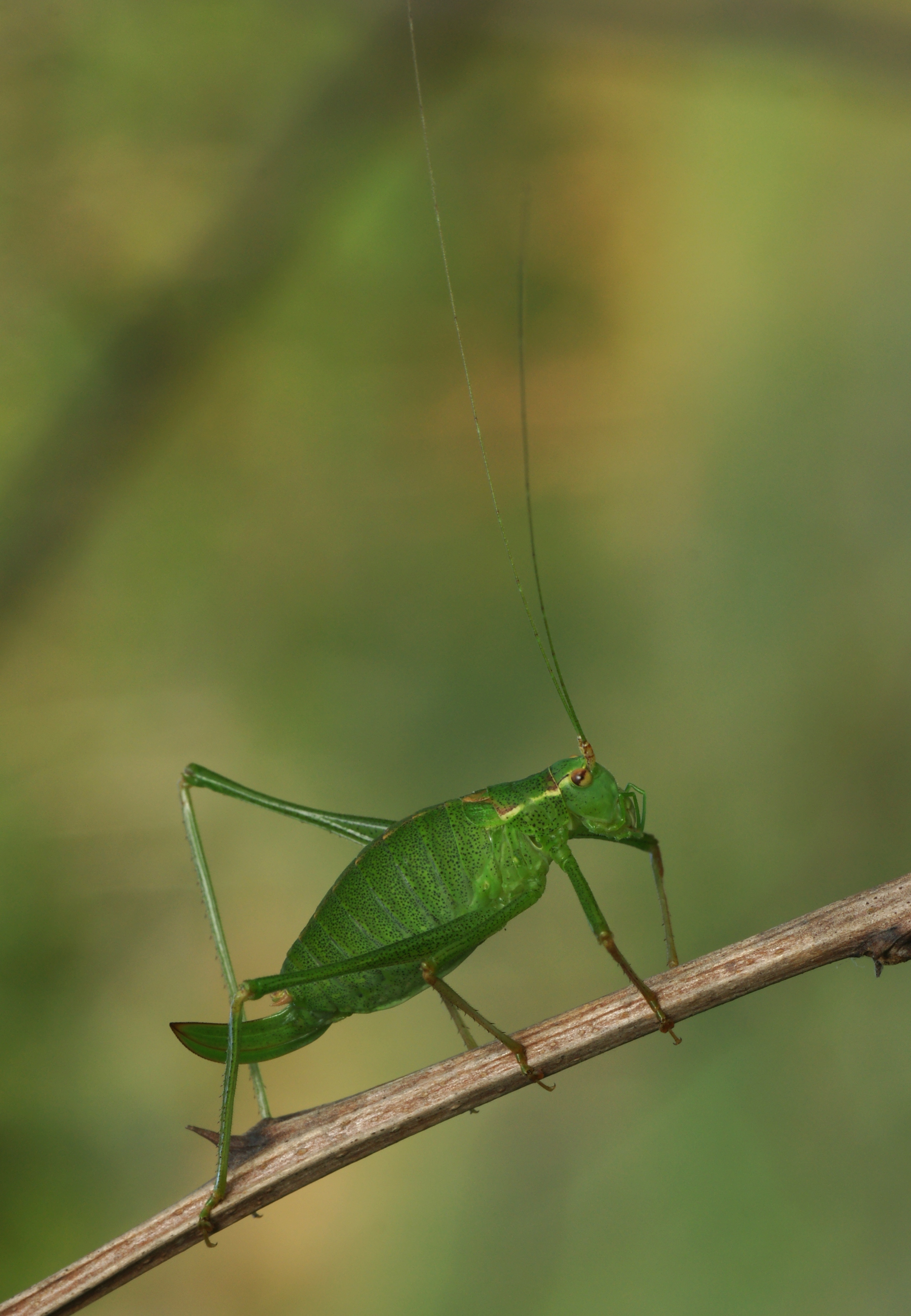 Bush-cricket 01 (MK)