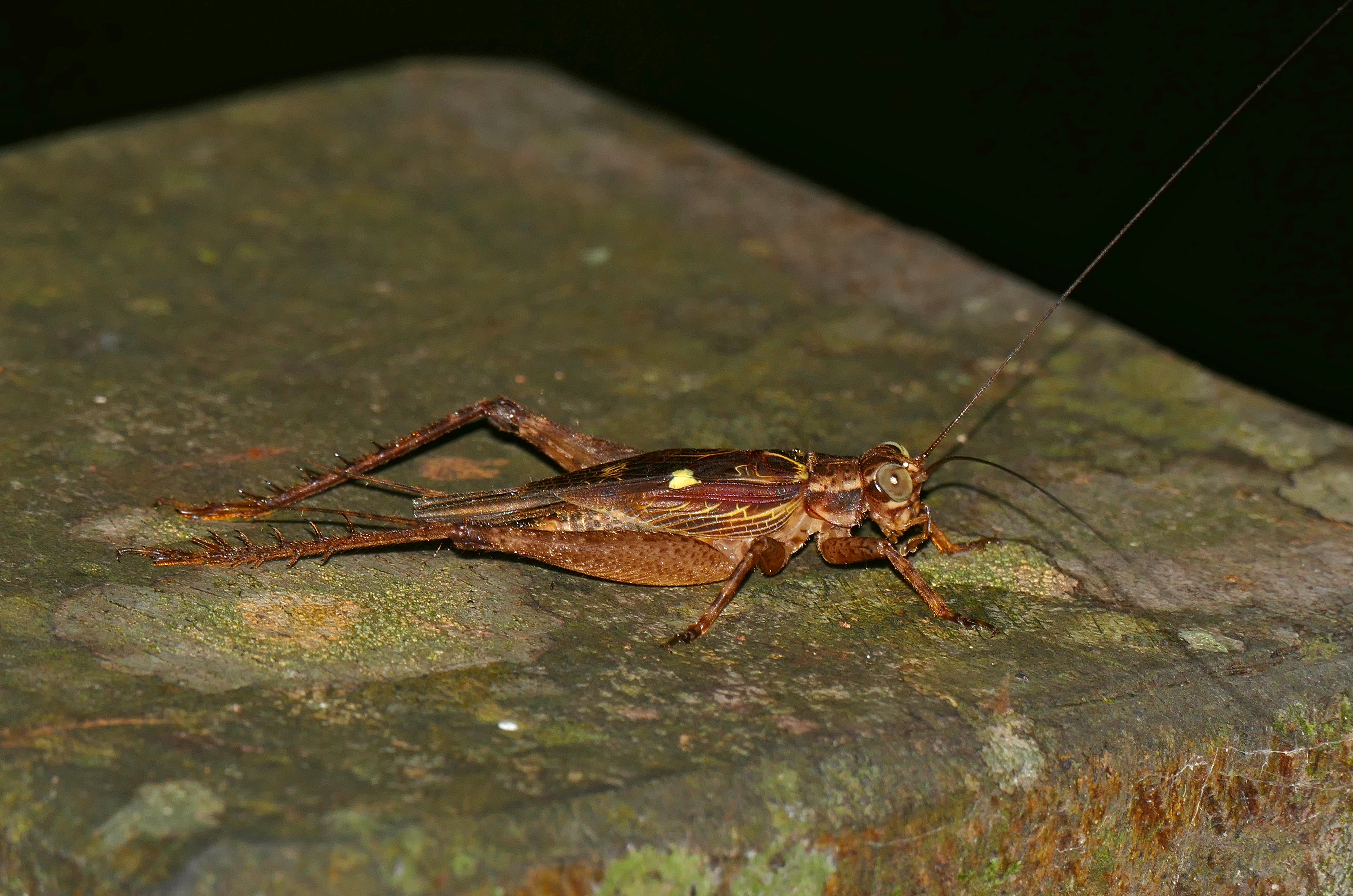 Bush Cricket (Cardiodactylus sp.) (23753560982)