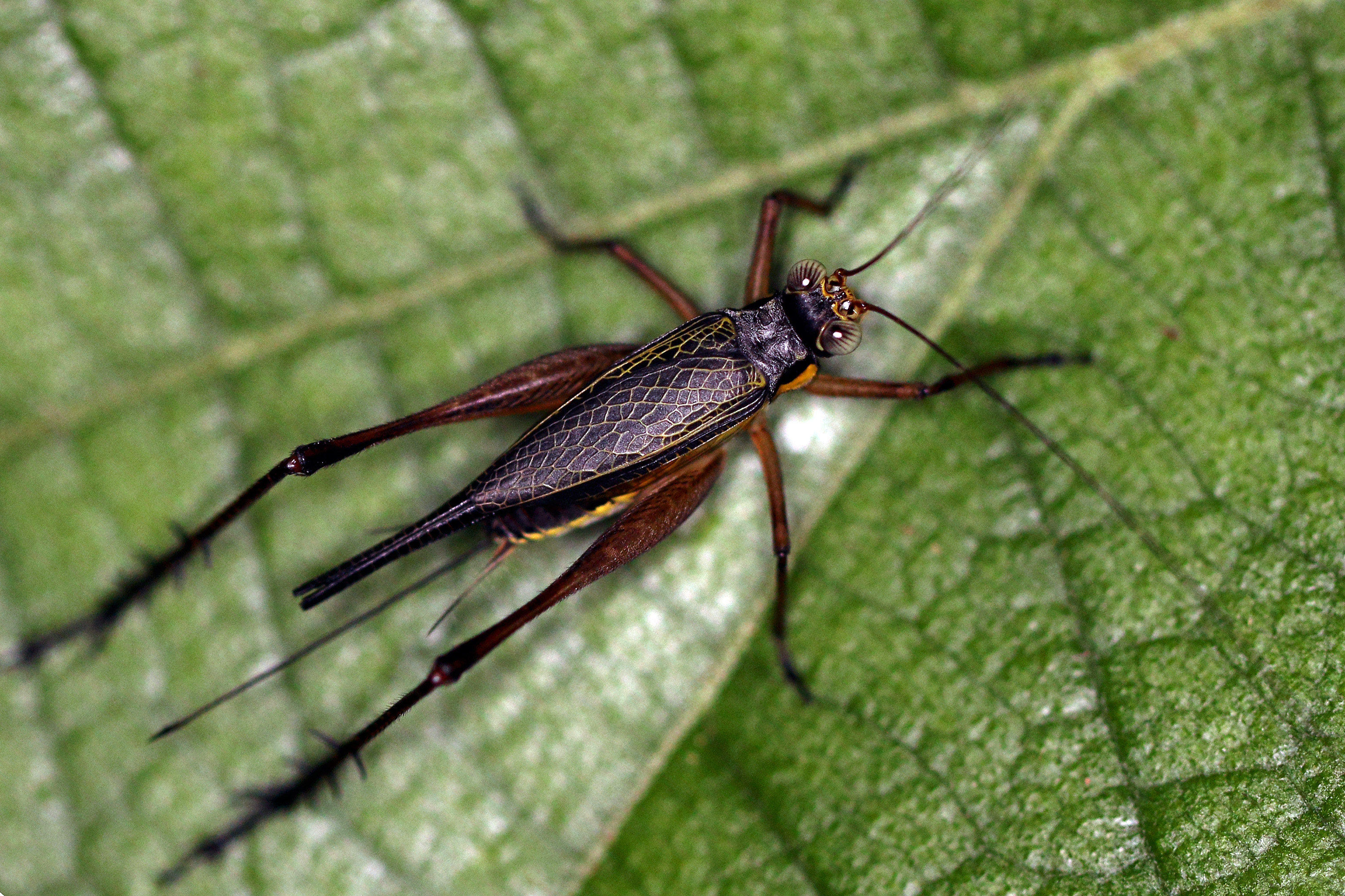Bush cricket (Nisitrus vittatus)