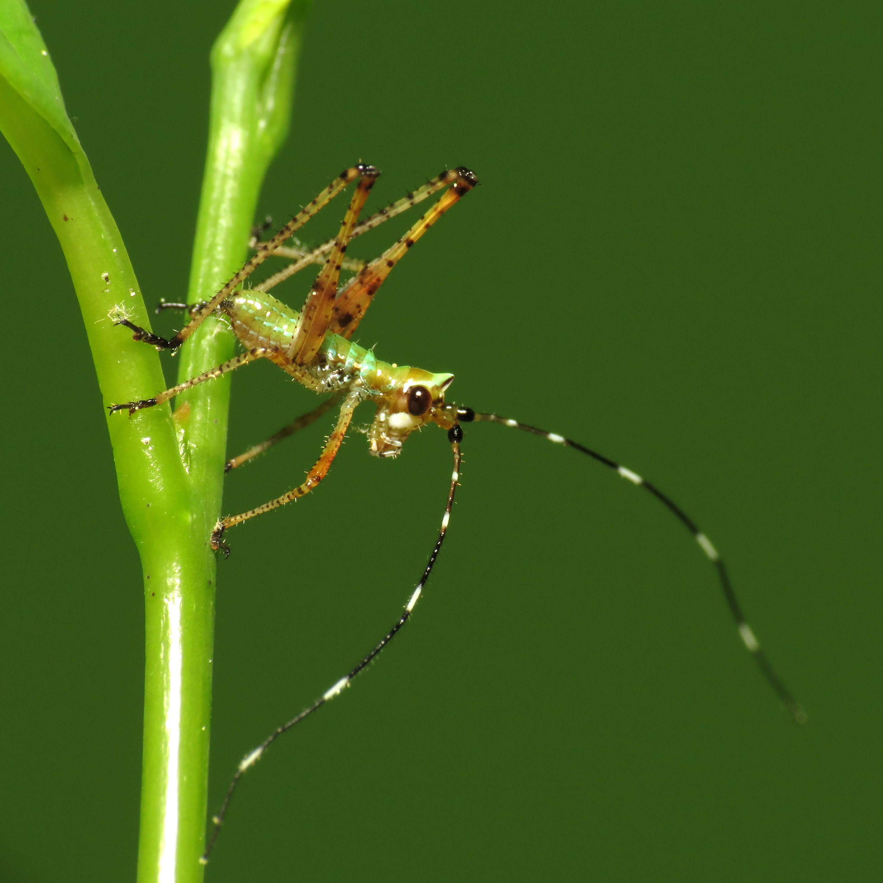 Bush Katydid Nymph (14348430200)