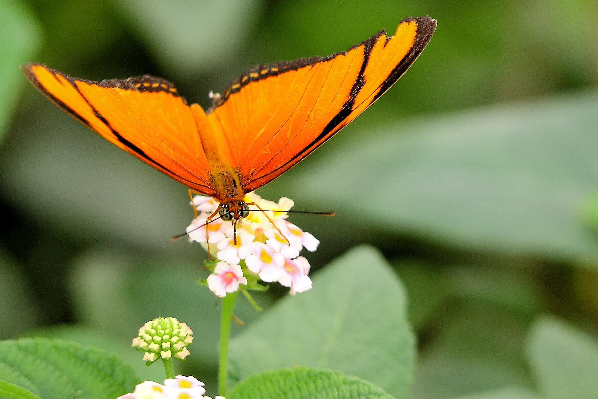 Butterfly - Butterflyworld (7766796176)