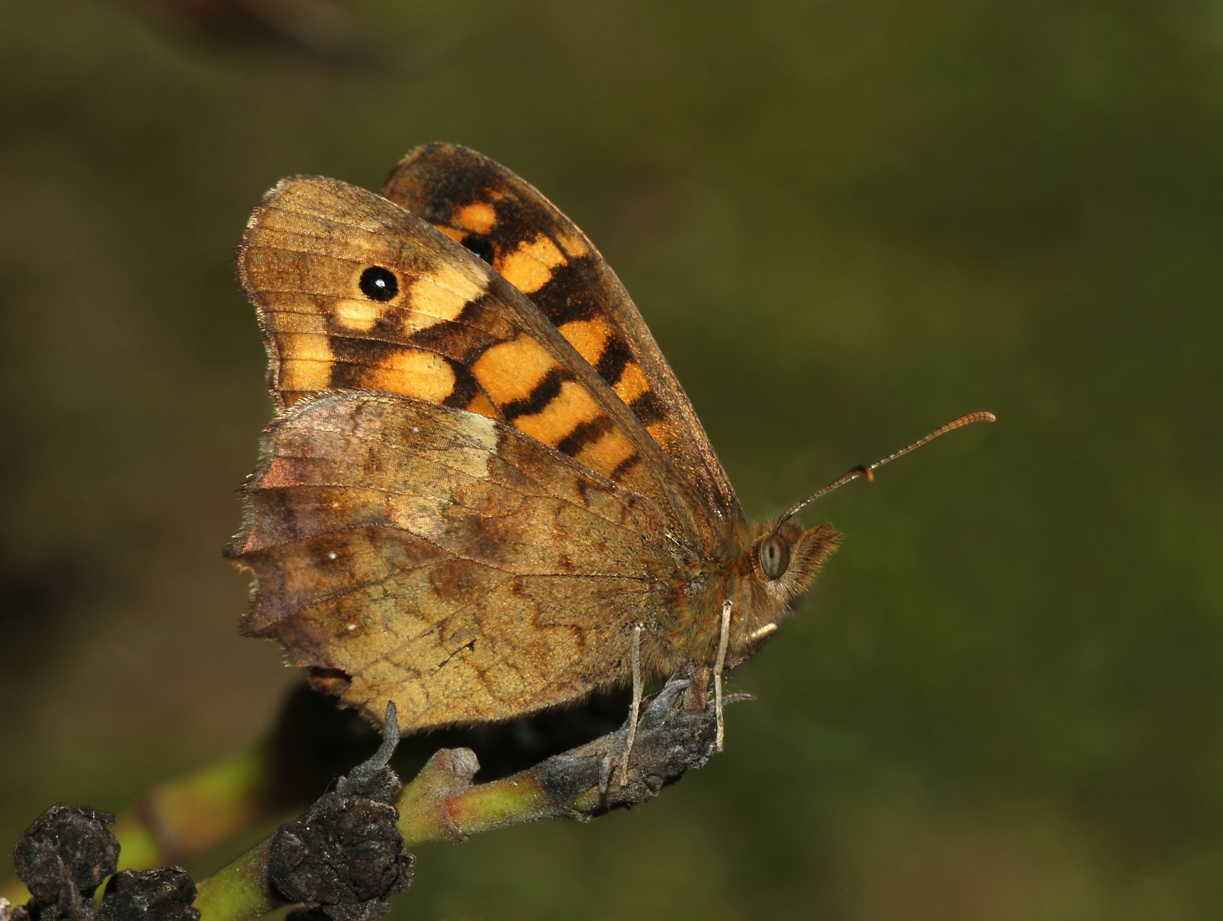 Butterfly April 2008-2a
