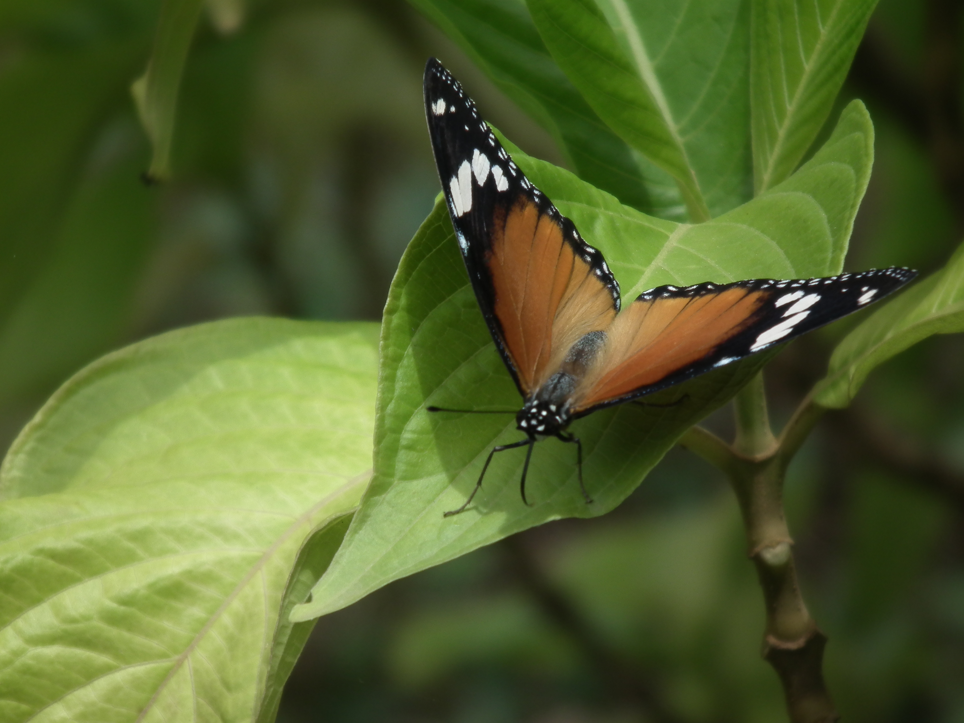 Butterfly from Lalbagh flower show Aug 2013 8626