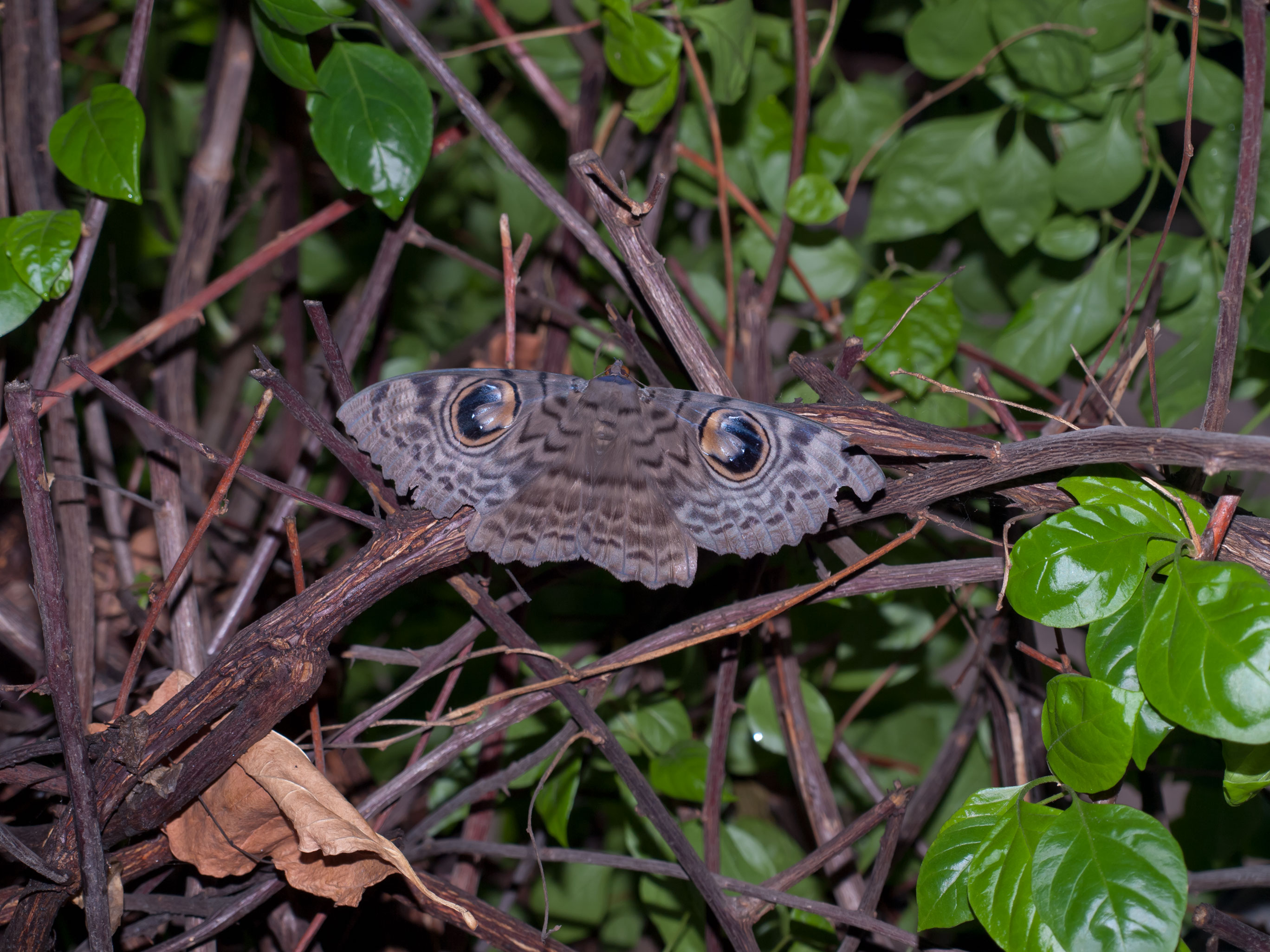 Butterfly mimicry