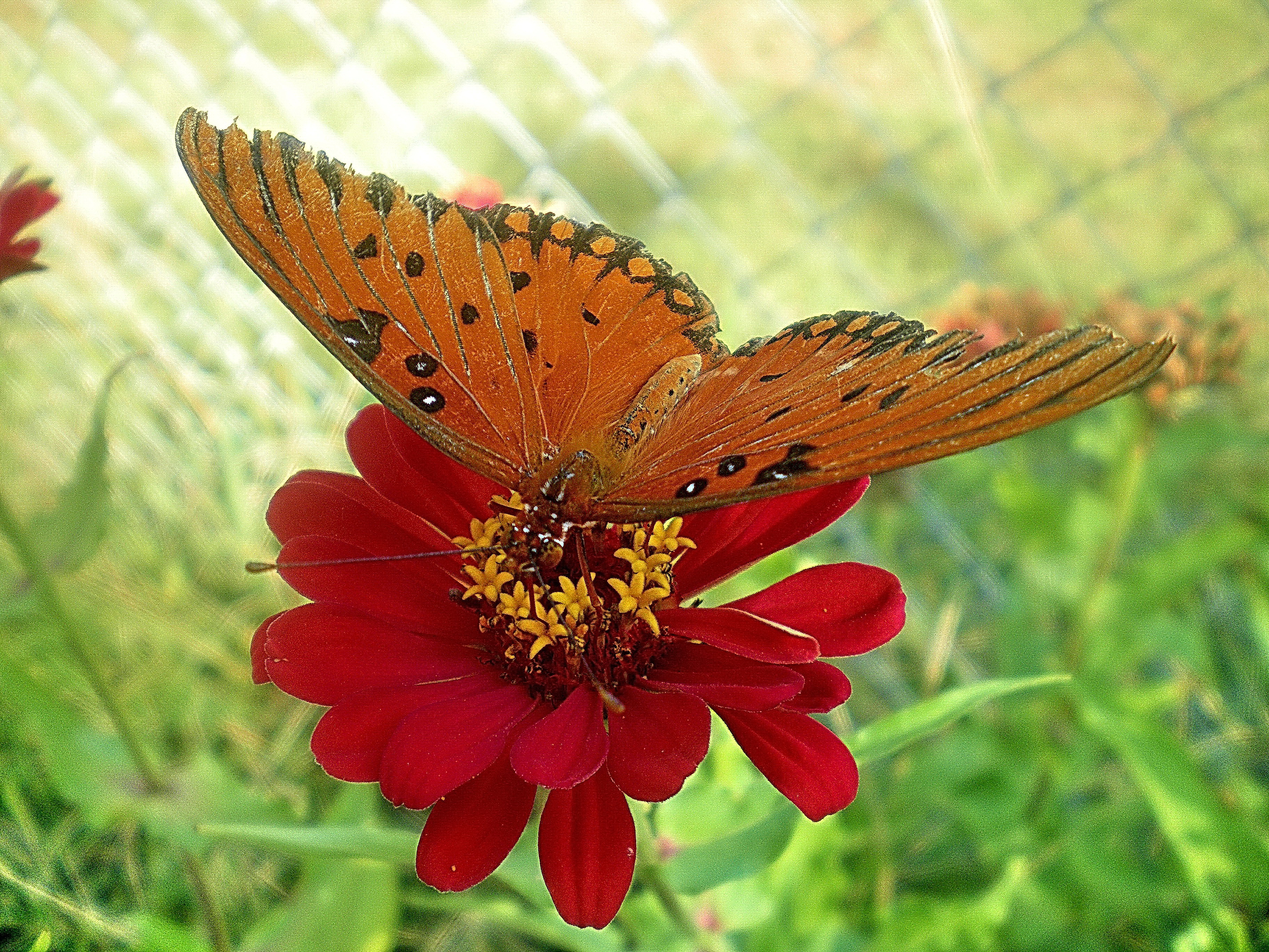Butterfly on Zinnia