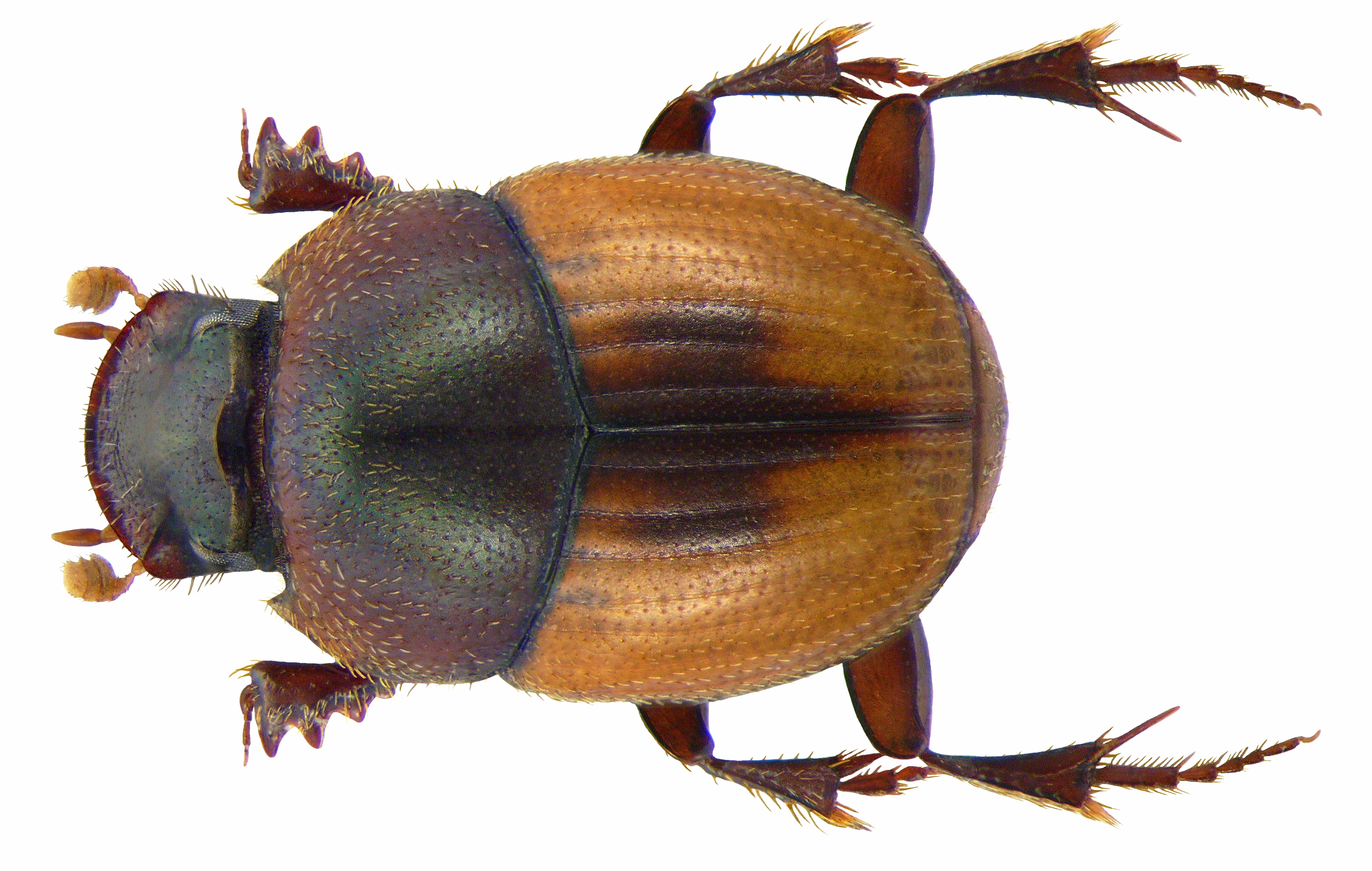 Caccobius (syn. Caccophilus) dorsalis Harold, 1867 male (3465673147) (2)