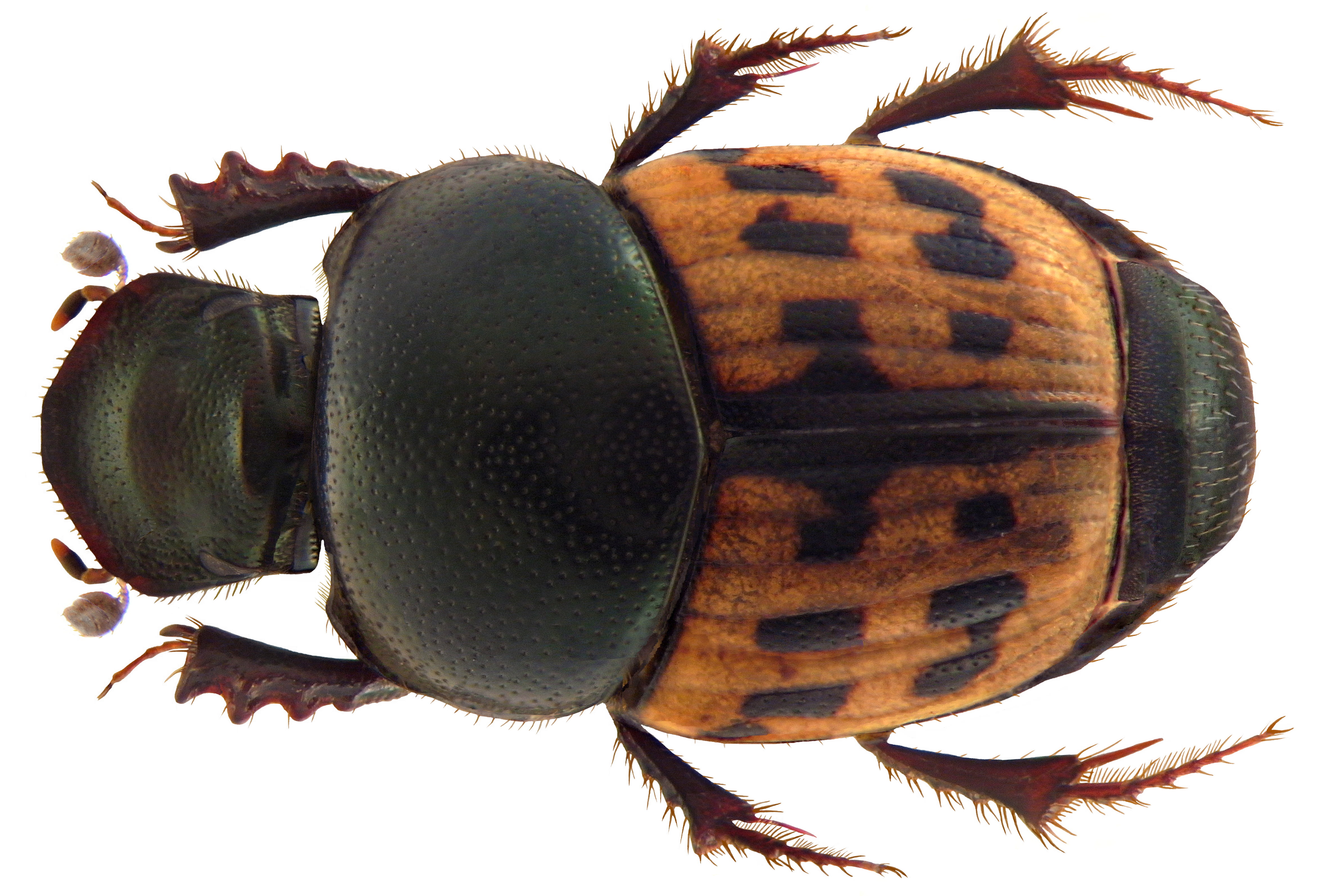Caccobius pantherinus Arrow, 1931 male (4497474282)