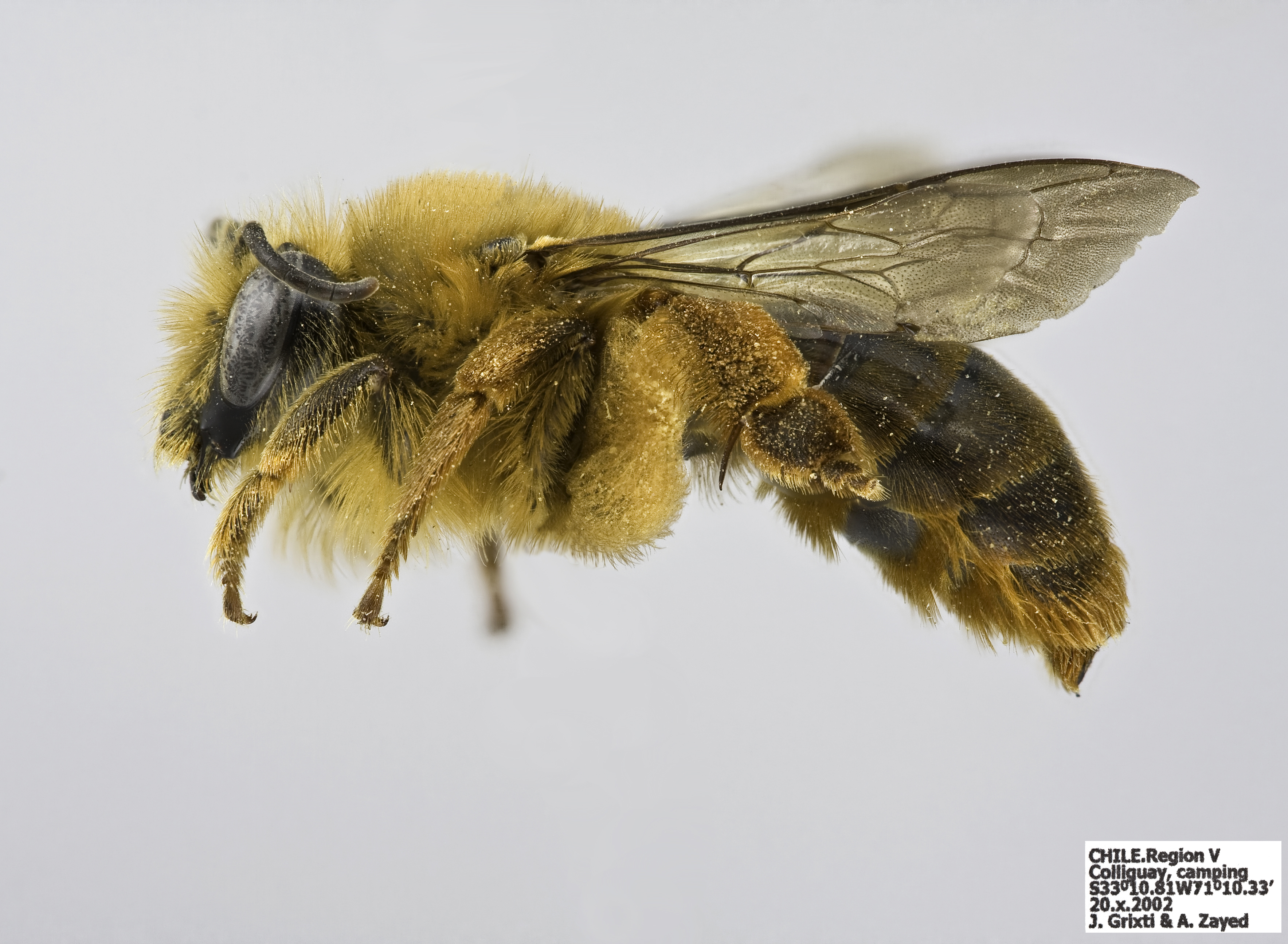 Cadeguala occidentalis f