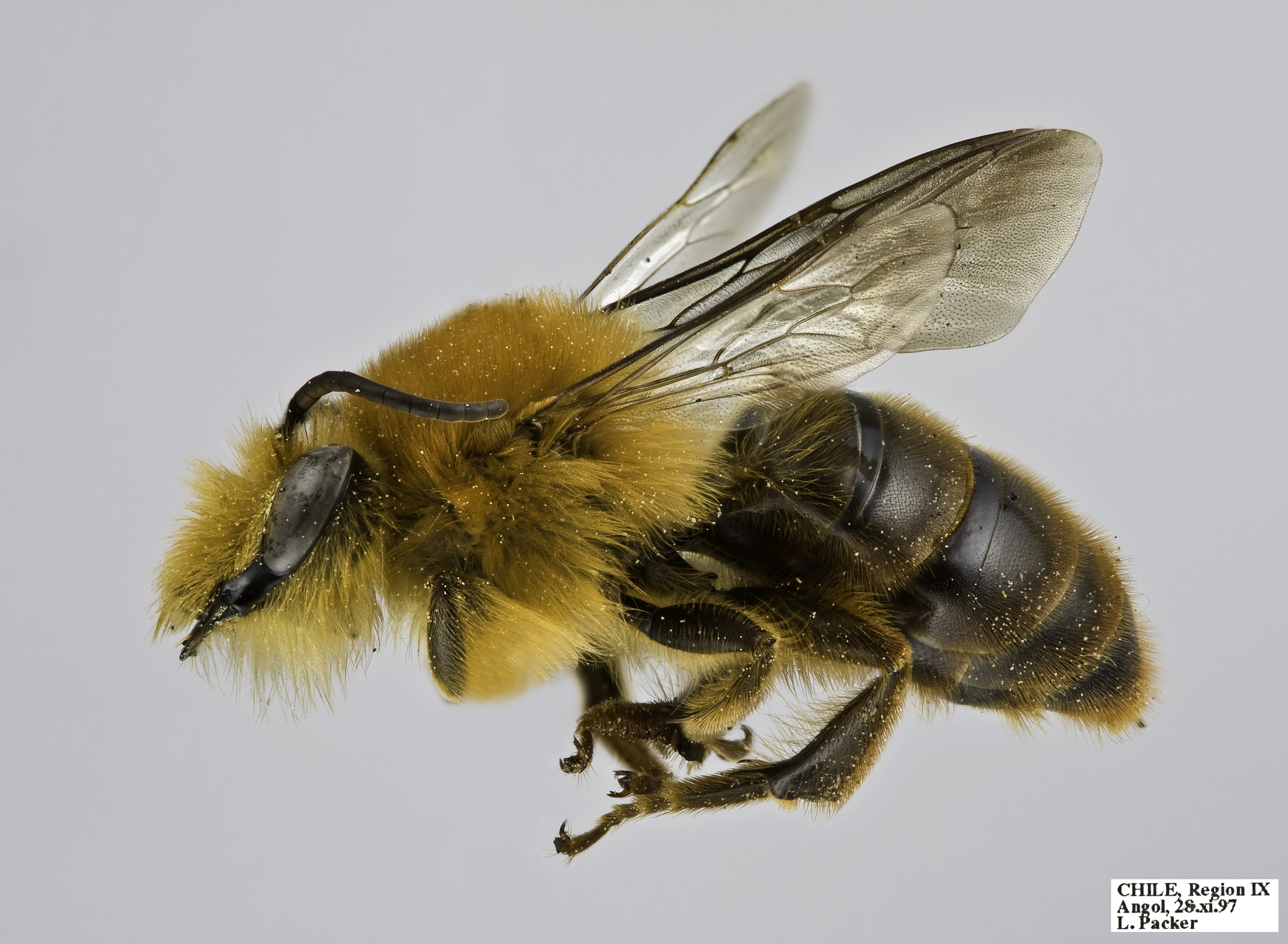 Cadeguala occidentalis m