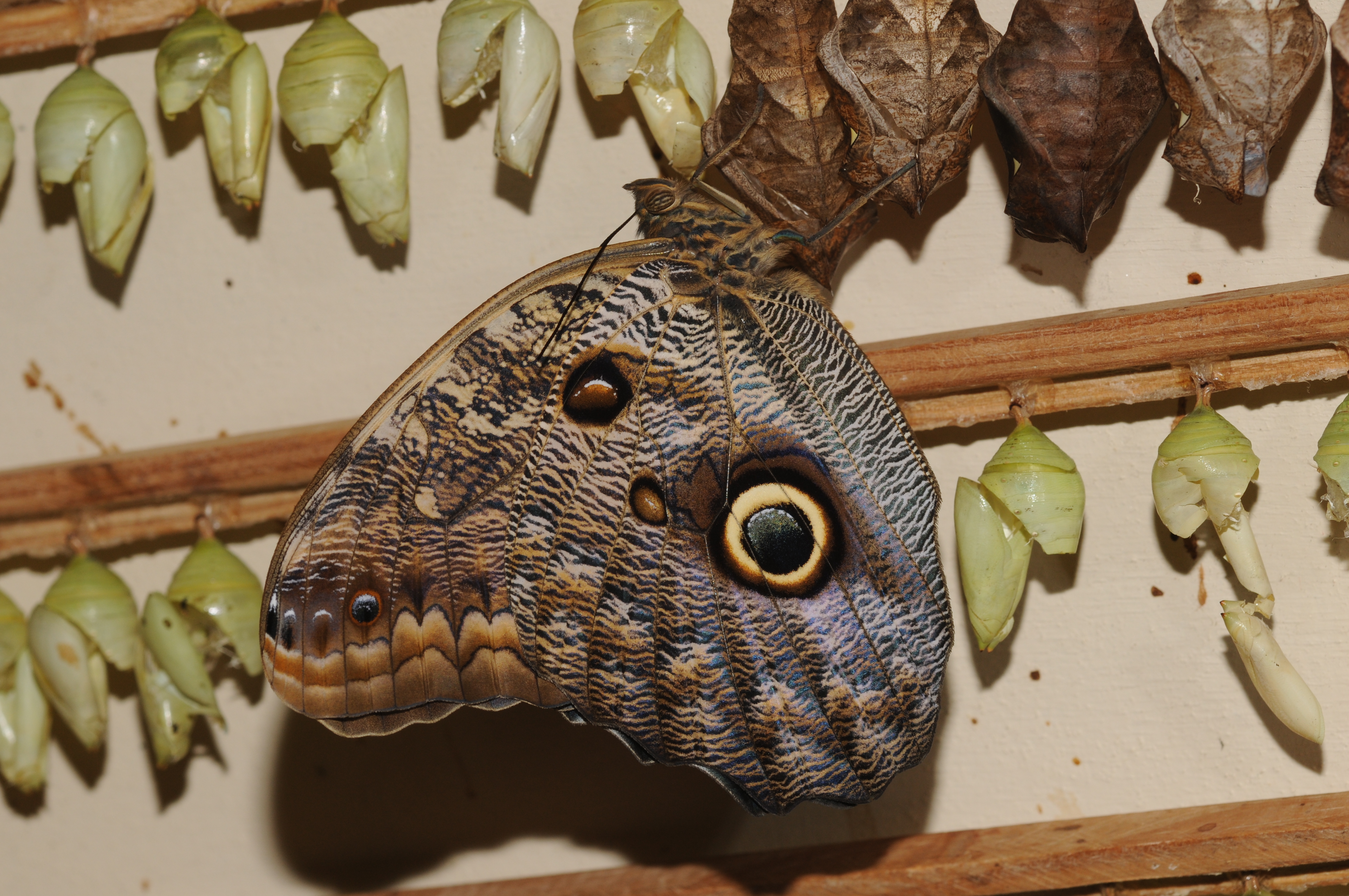 Caligo eurilochus 1