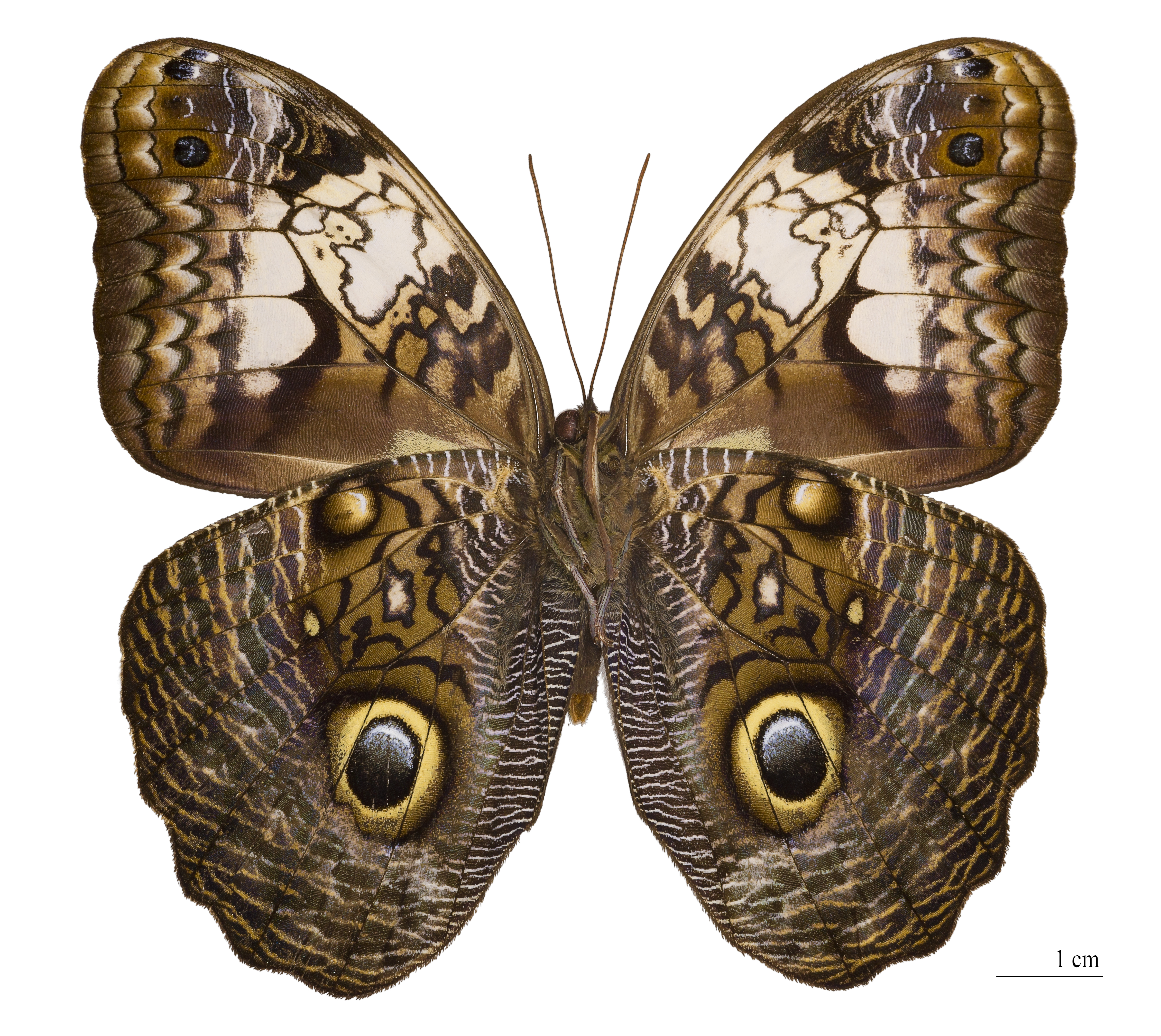 Caligo martia (ventre)