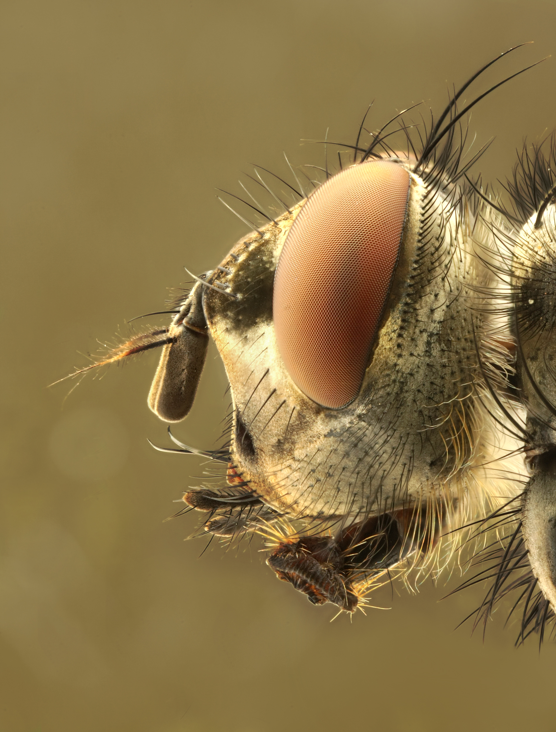 Caliphrodae head