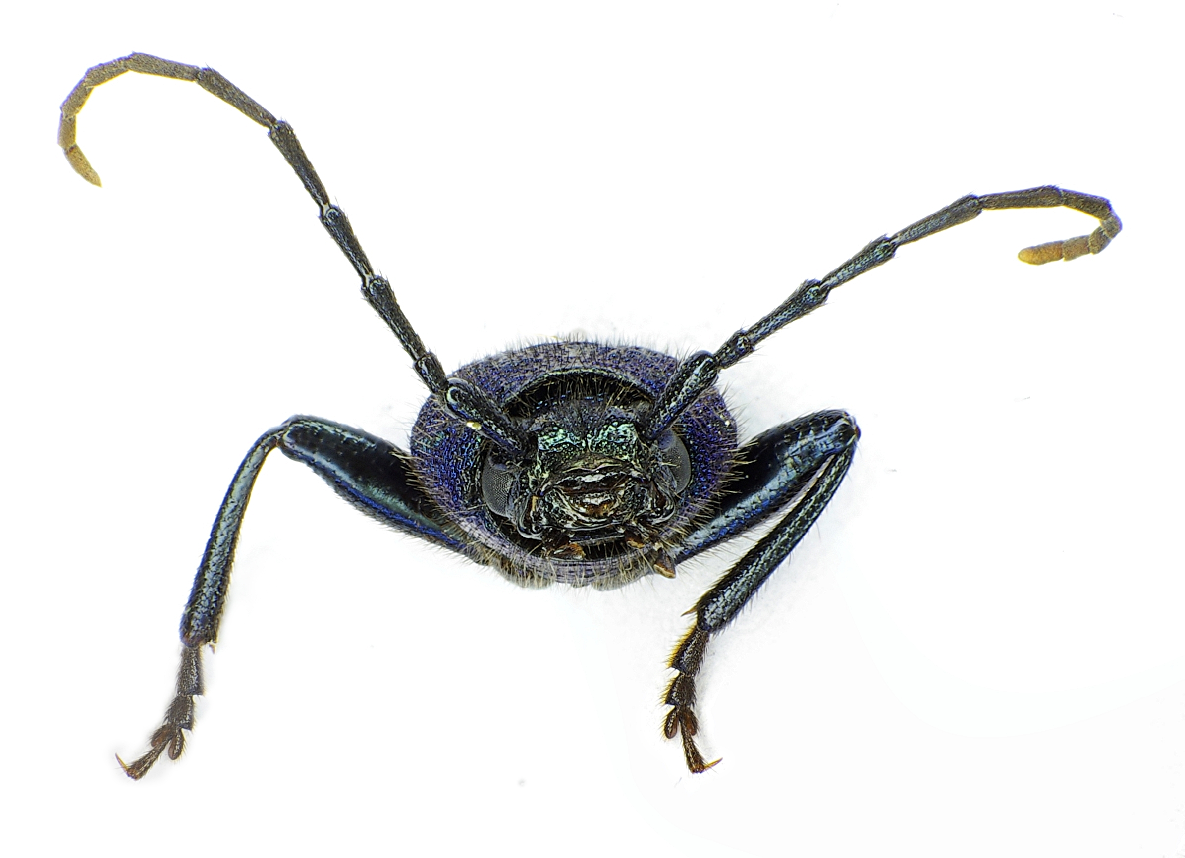 Callidium violaceum front