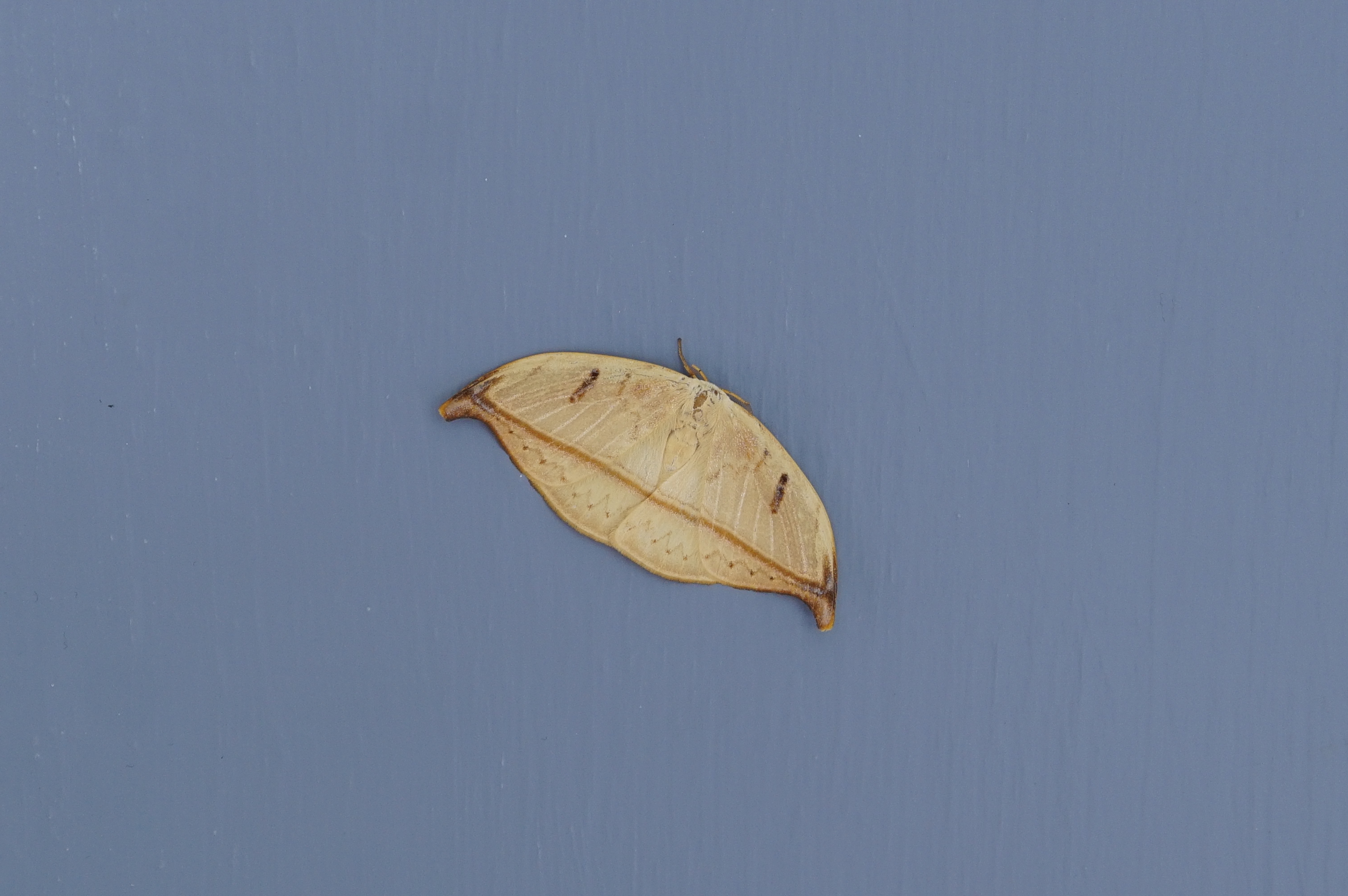 Callidrepana patrana 9980
