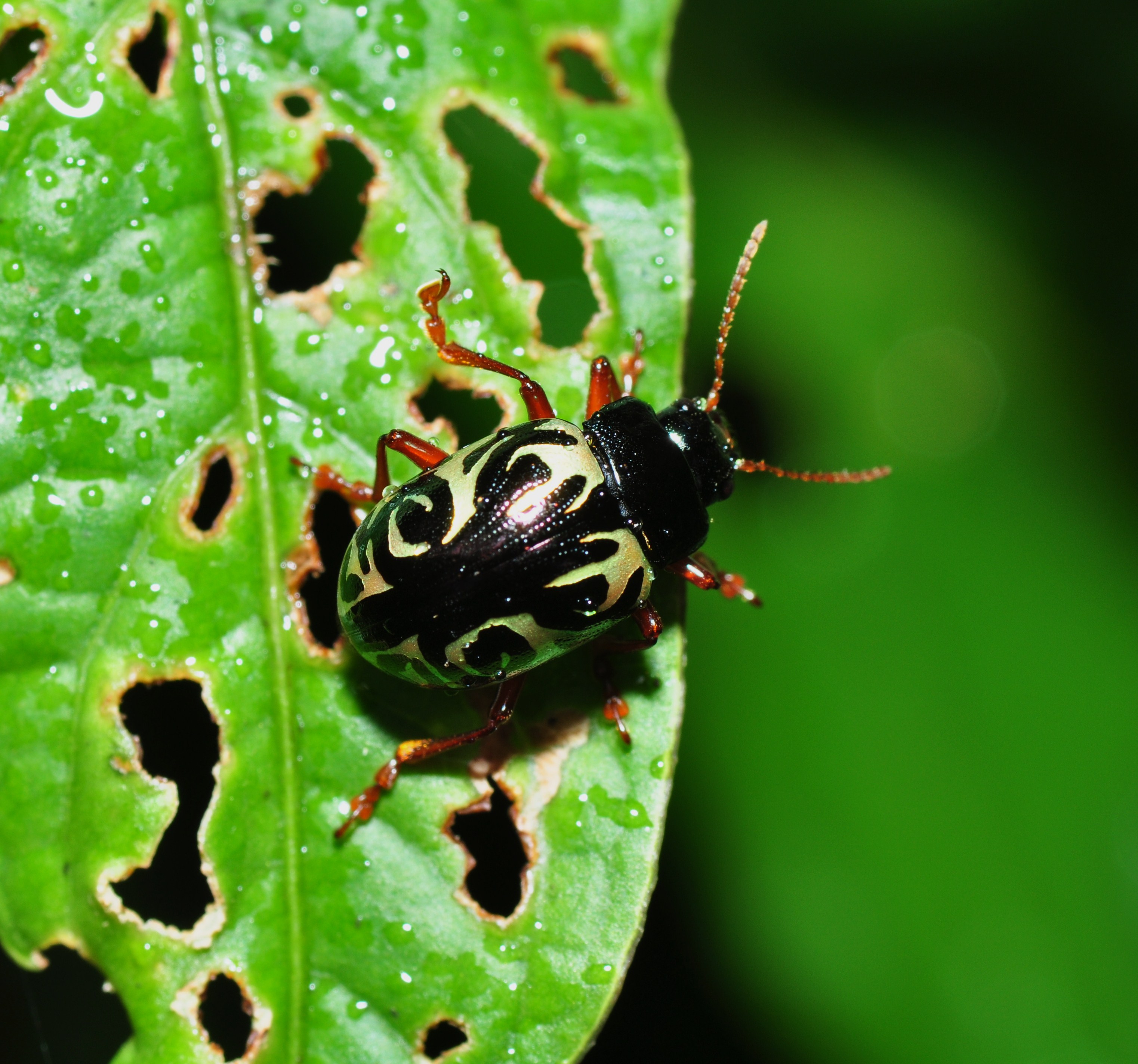 Calligrapha sp. (9534115661)