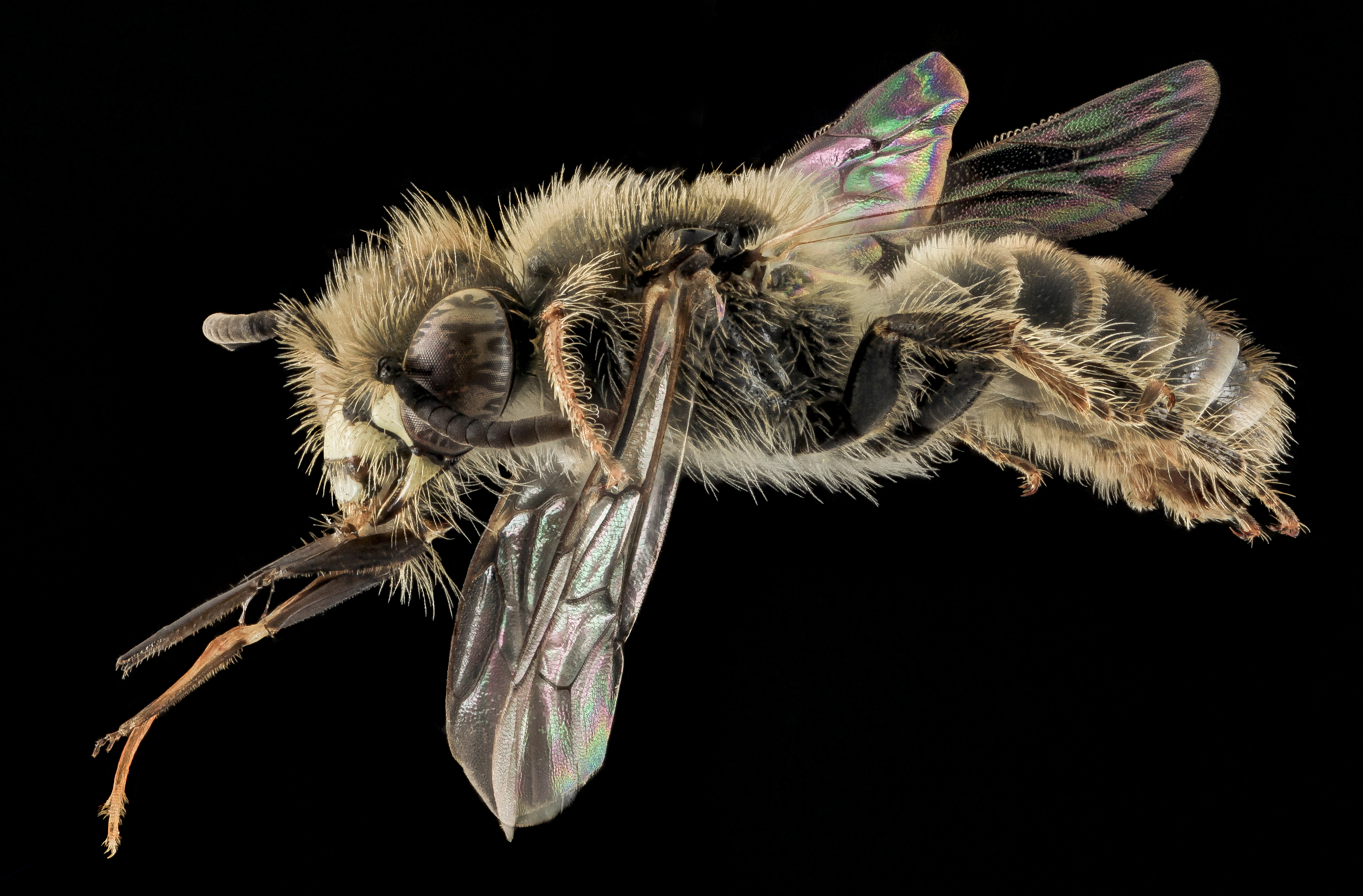 Calliopsis nebraskensis male